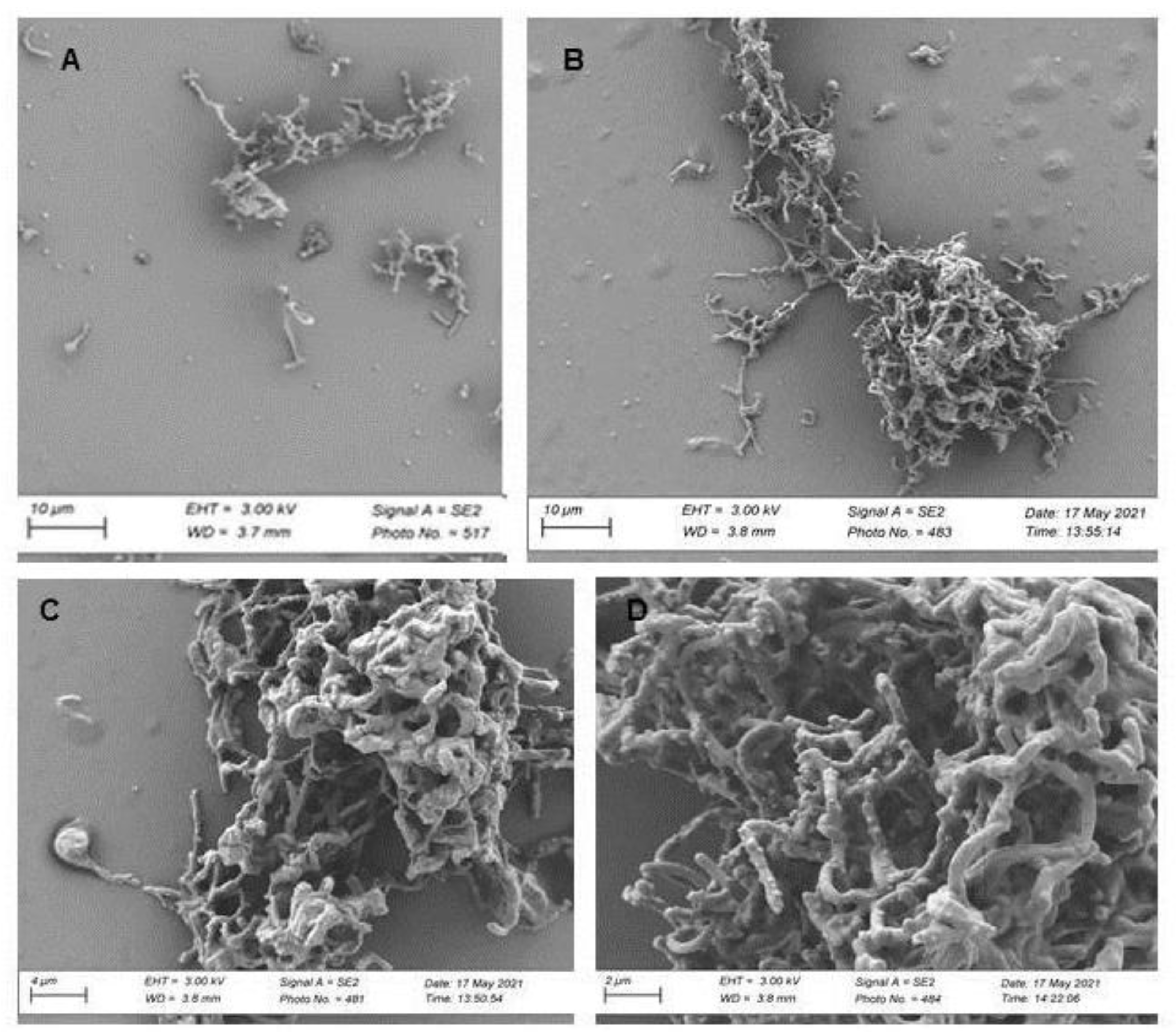 Preprints 172075 g004