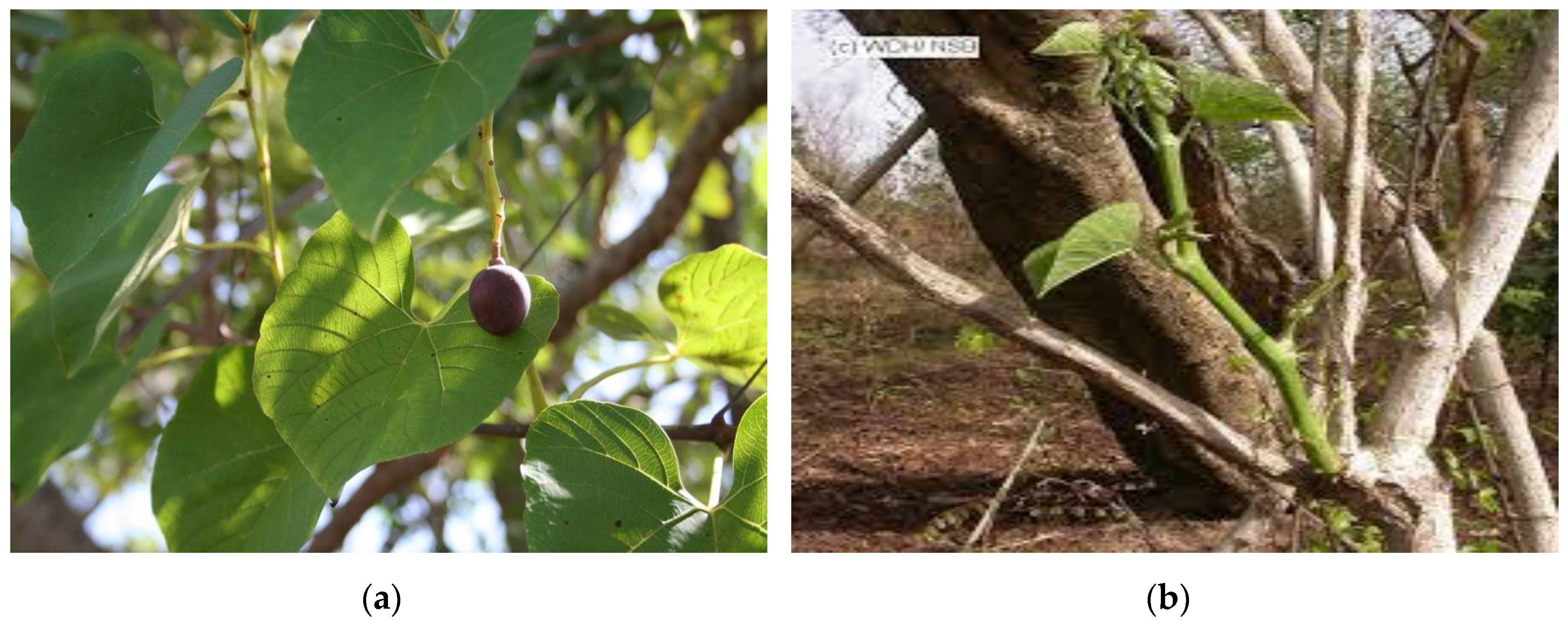 Preprints 91081 g001