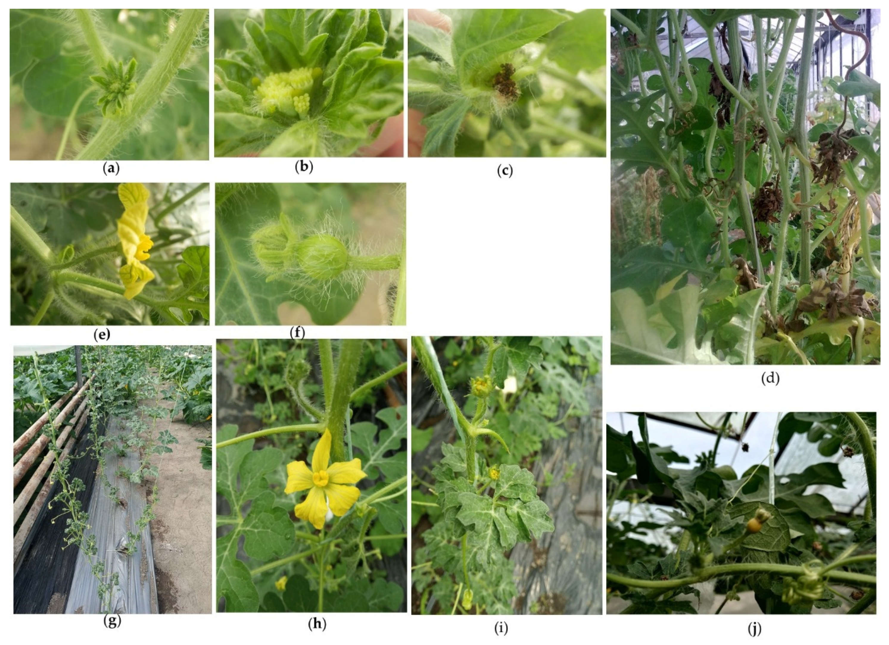 Preprints 190200 g001