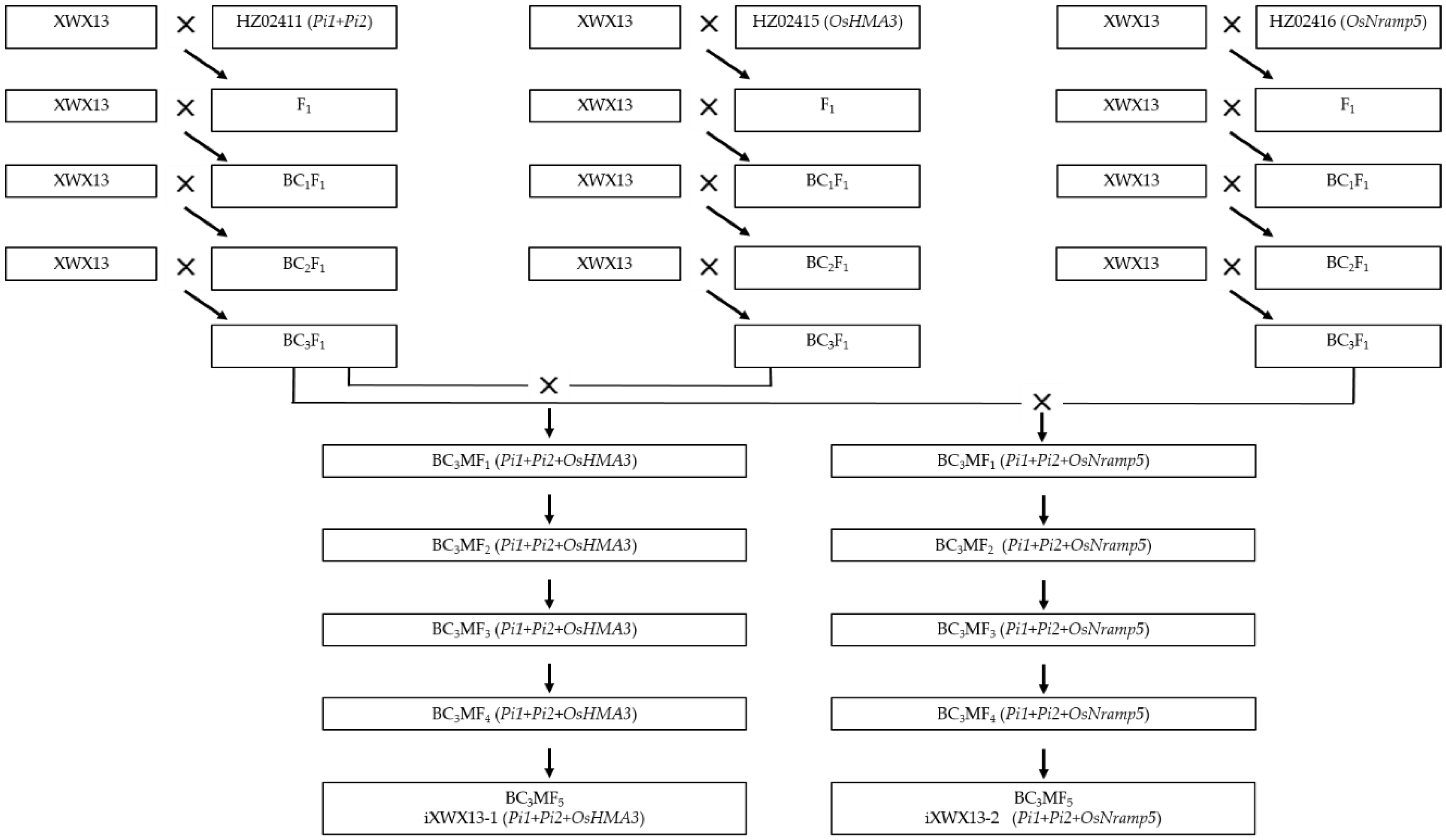 Preprints 153094 g001