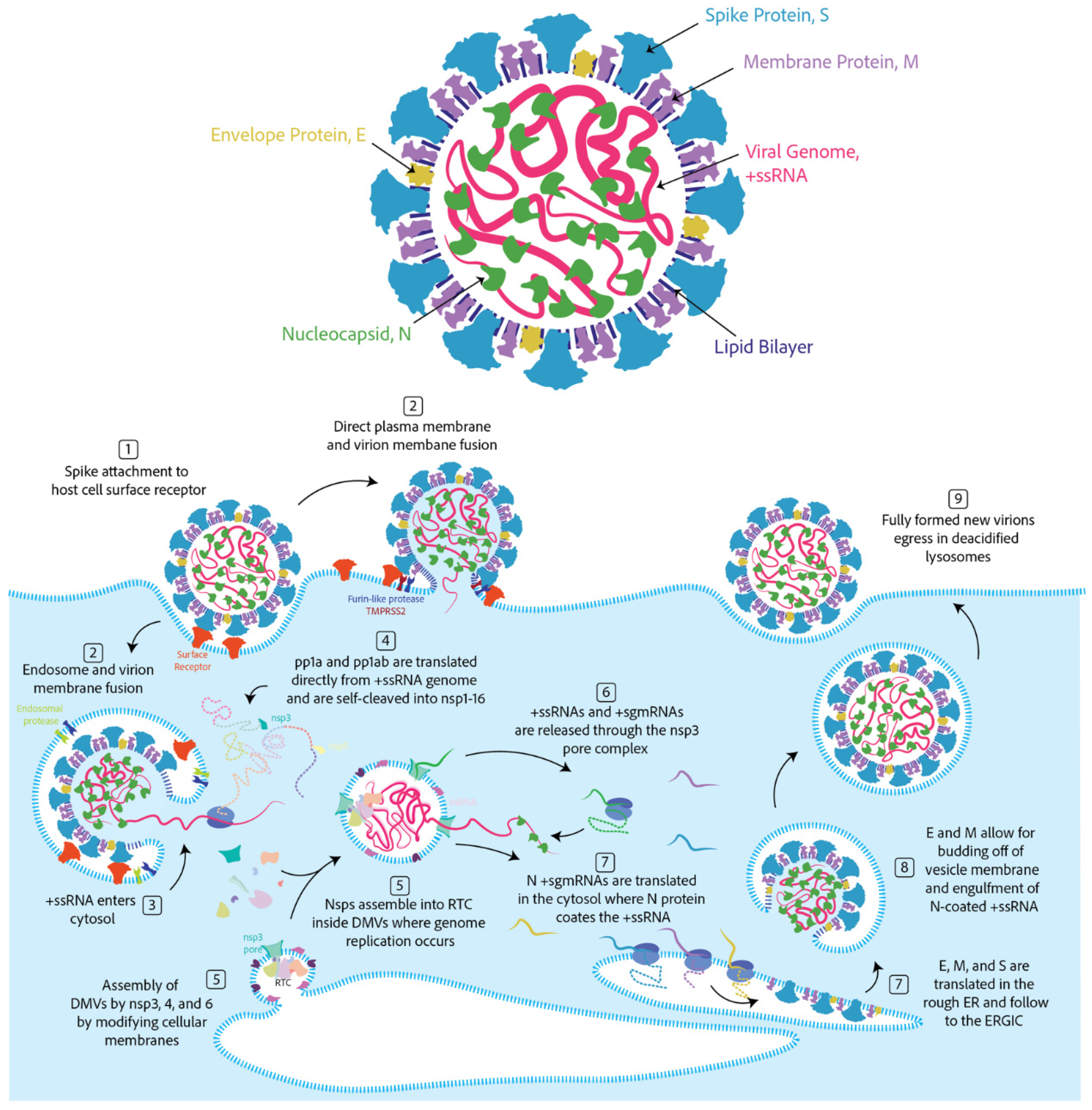 Preprints 142762 g001