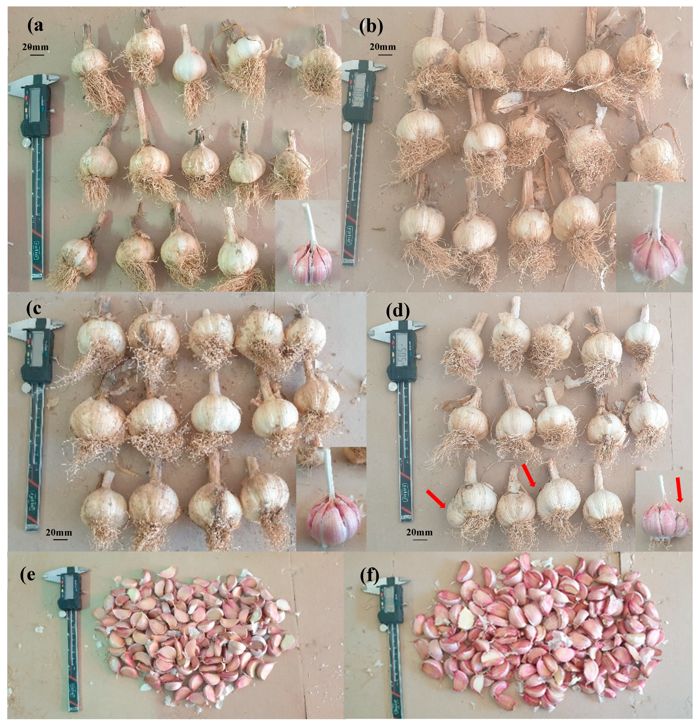 Preprints 108990 g005