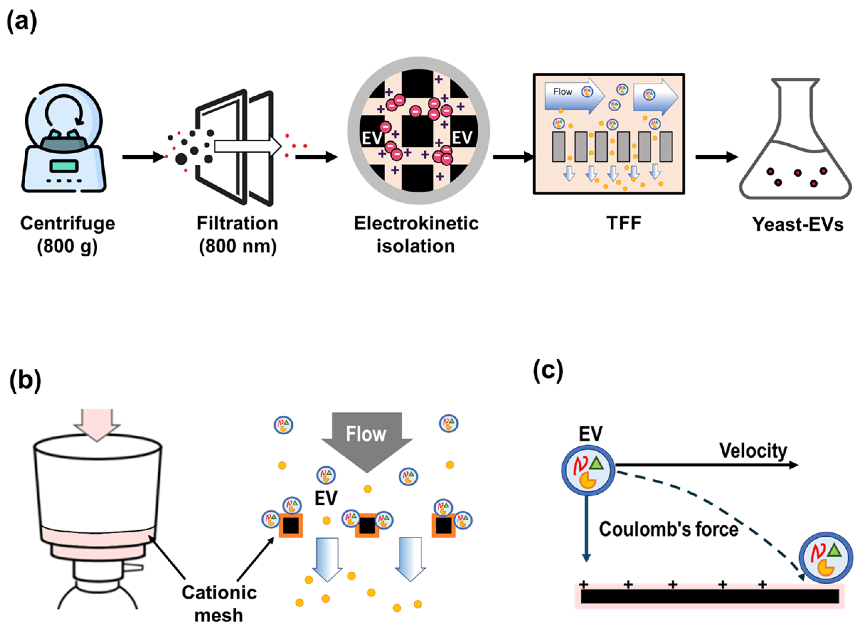 Preprints 200322 g001