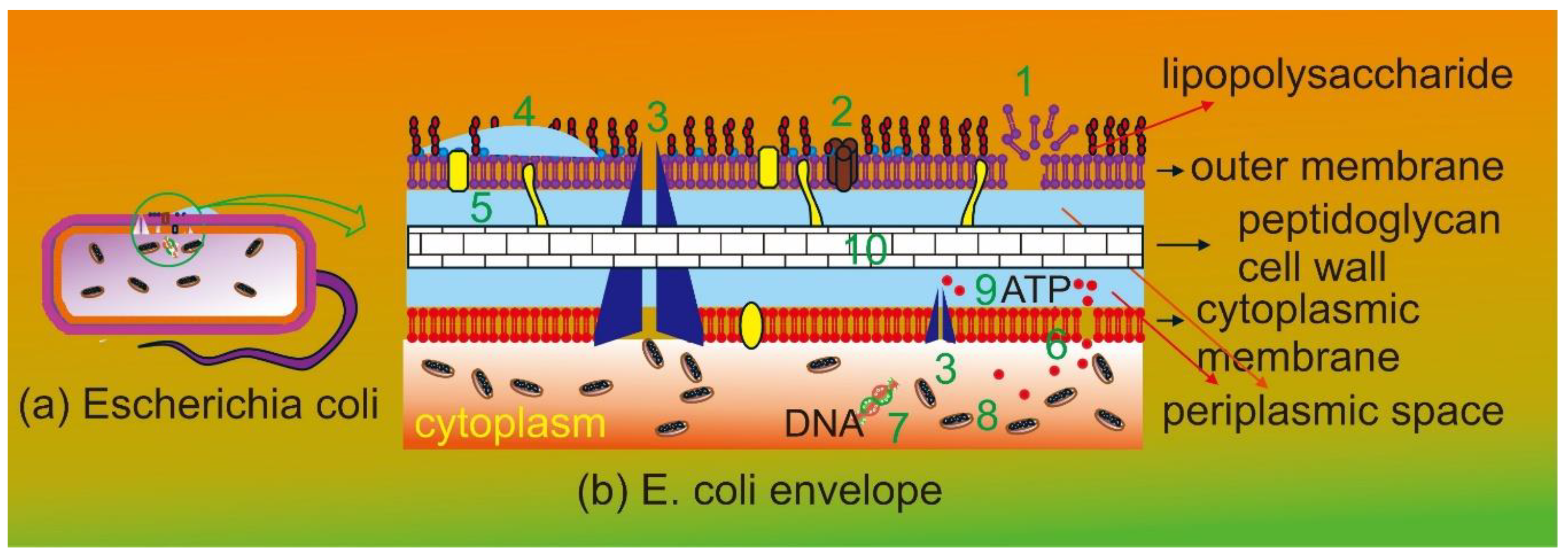 Preprints 146229 g001