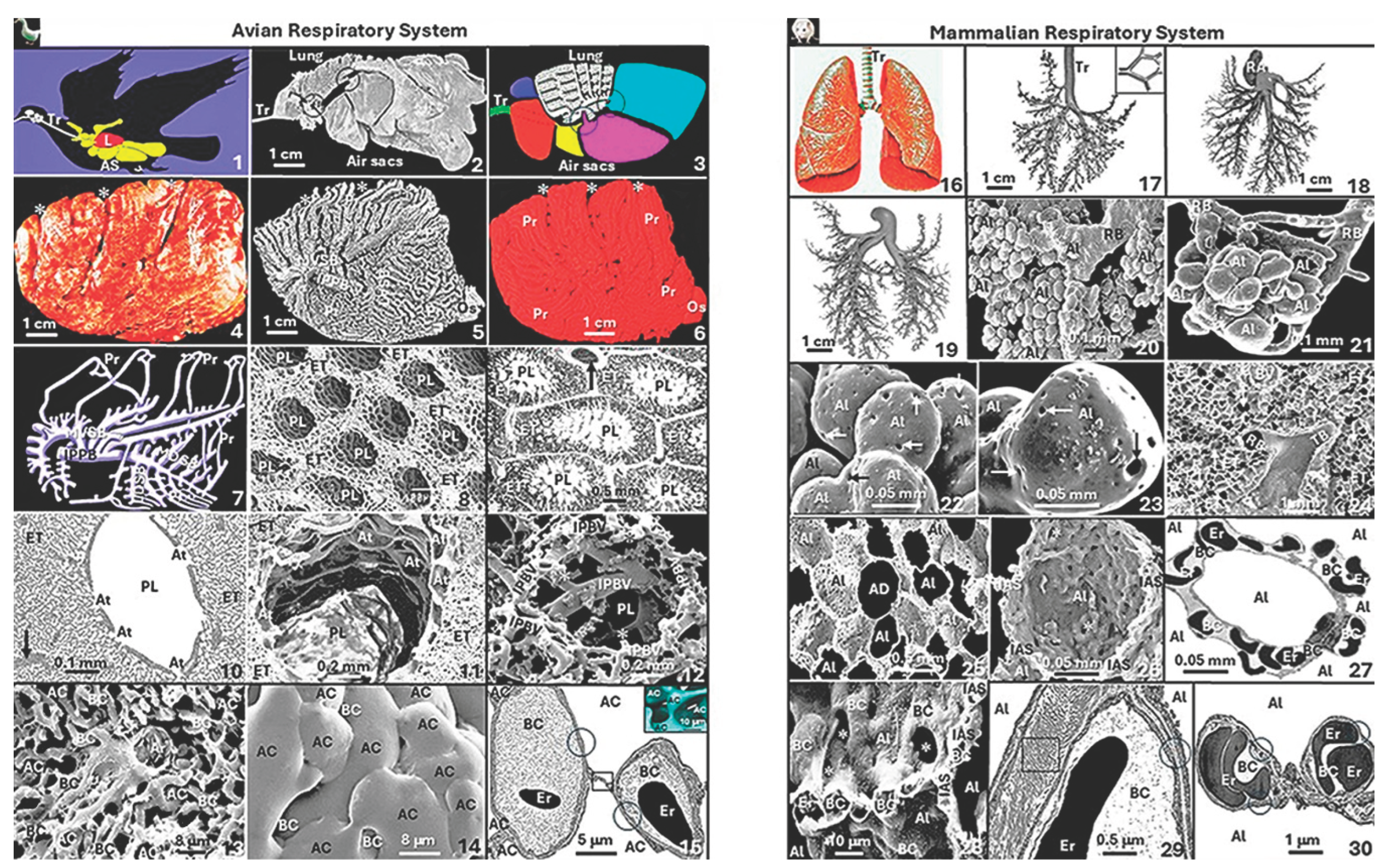 Preprints 201161 g001