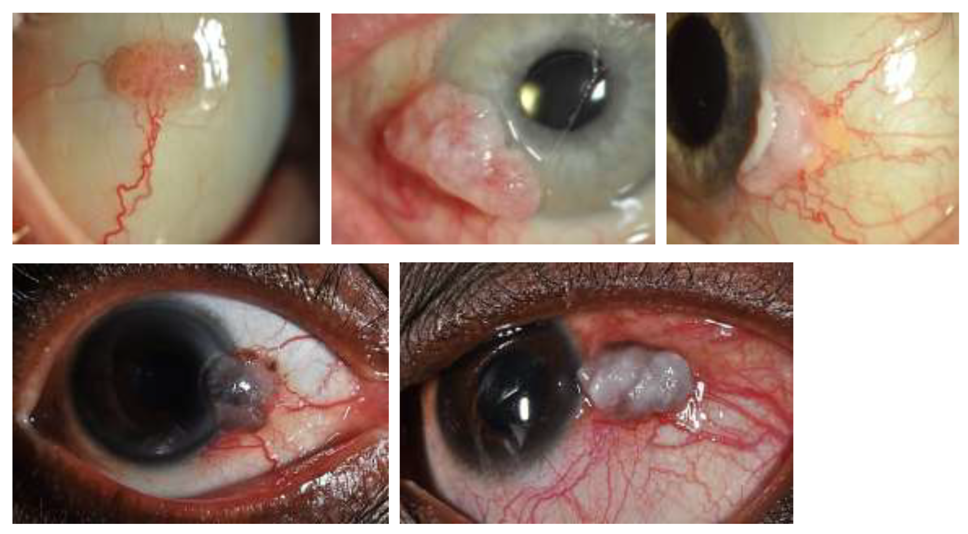 Preprints 198398 g001