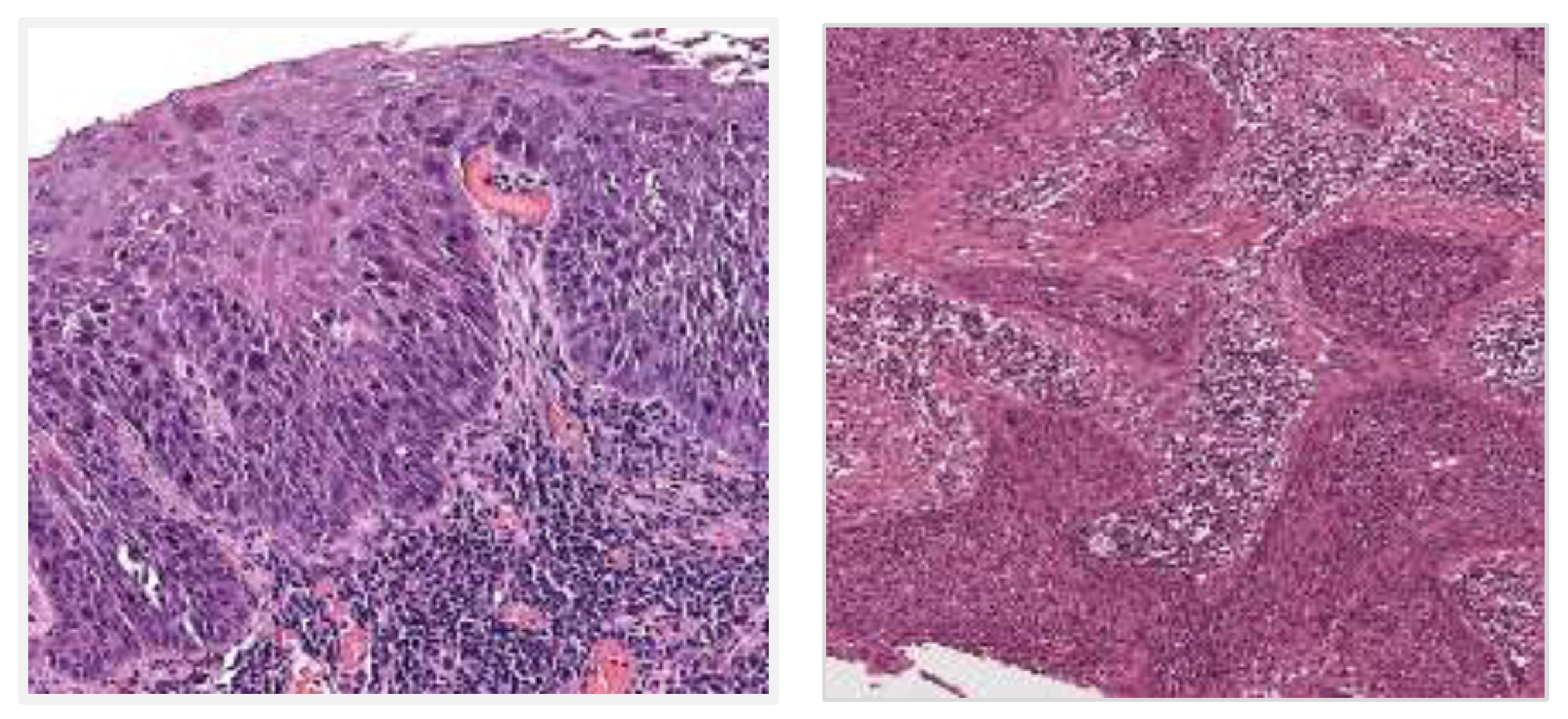 Preprints 198398 g002