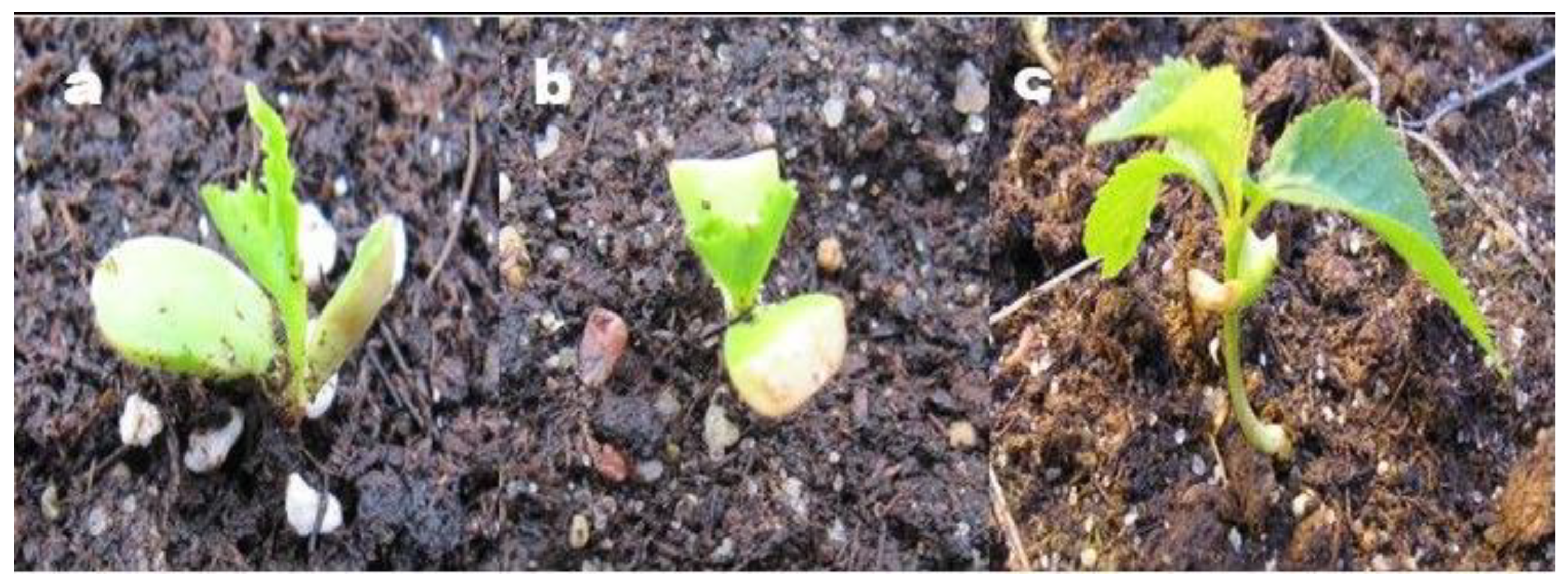 Preprints 149380 g003