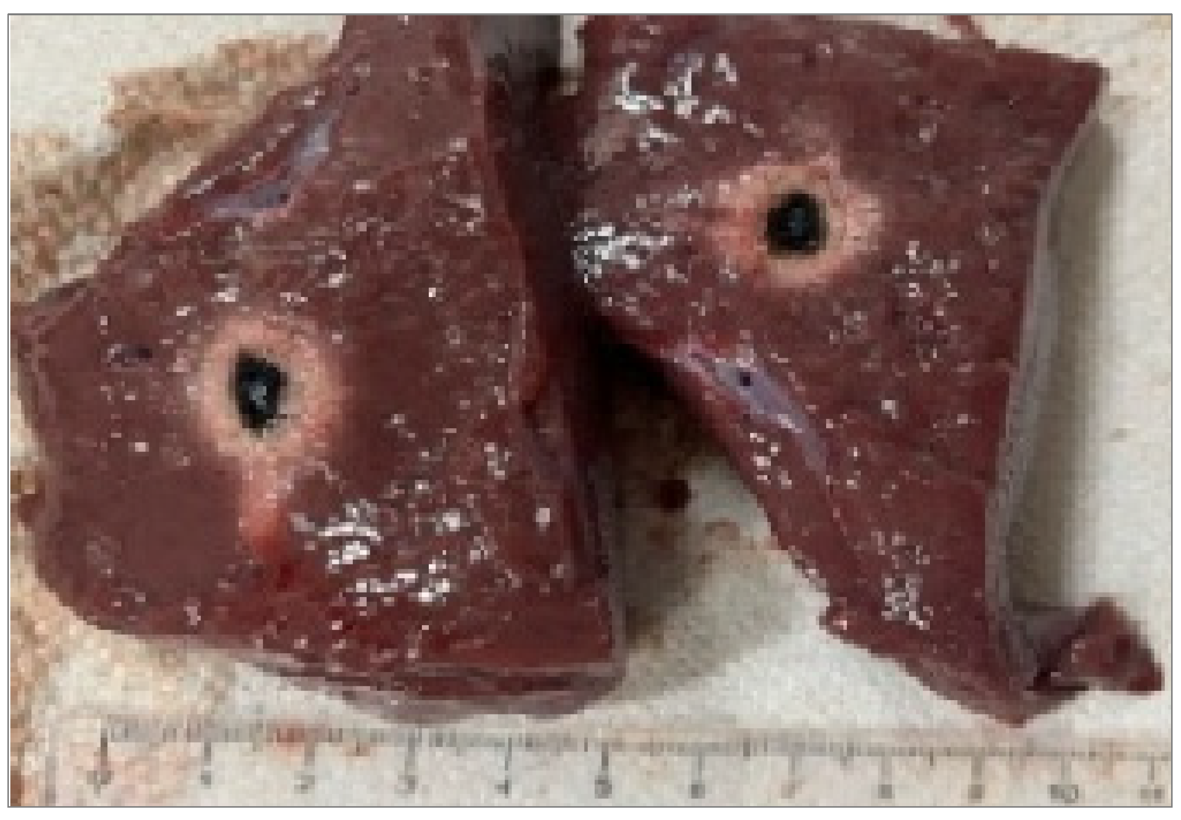 Preprints 193064 g001