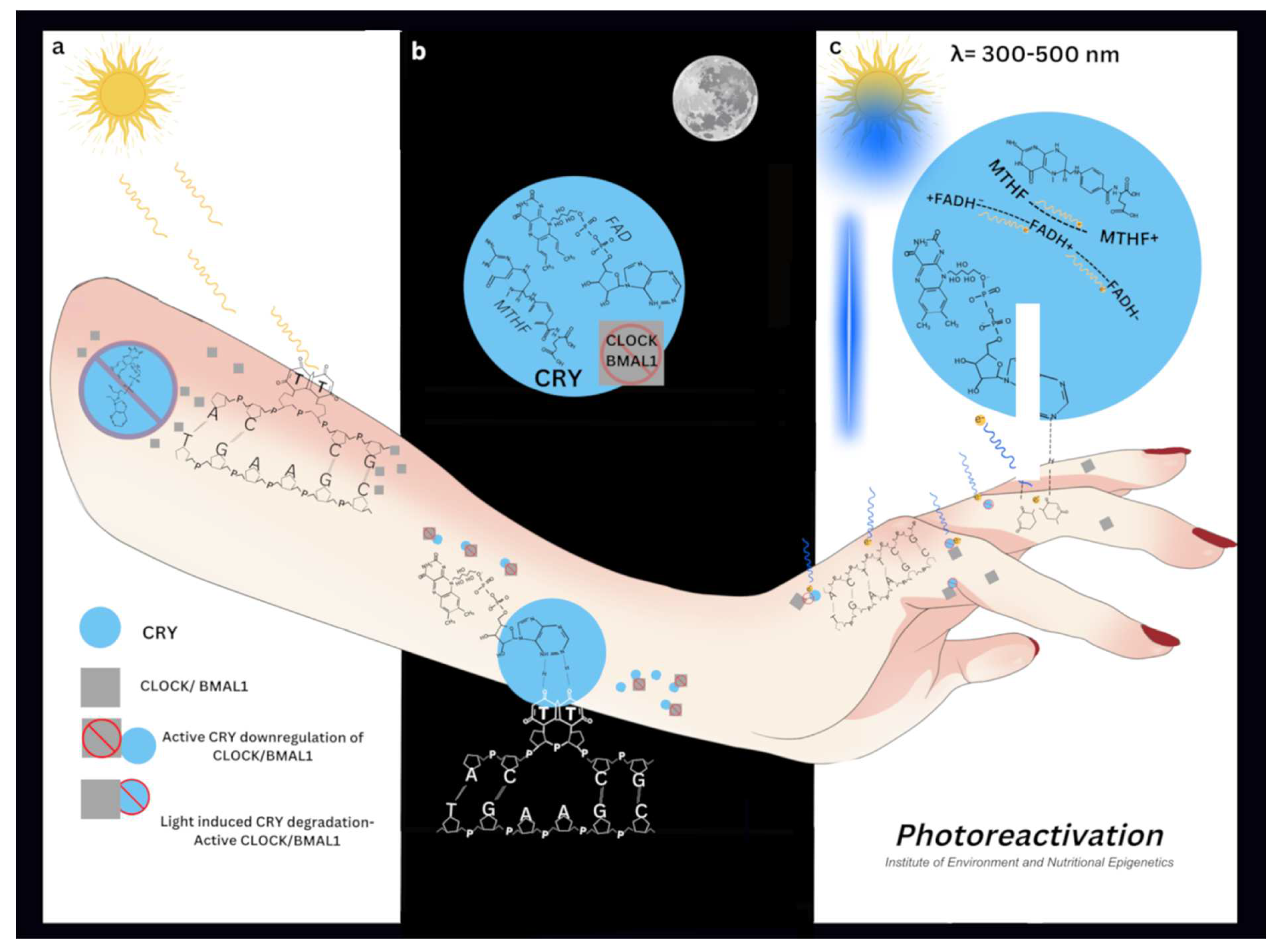 Preprints 151130 g001