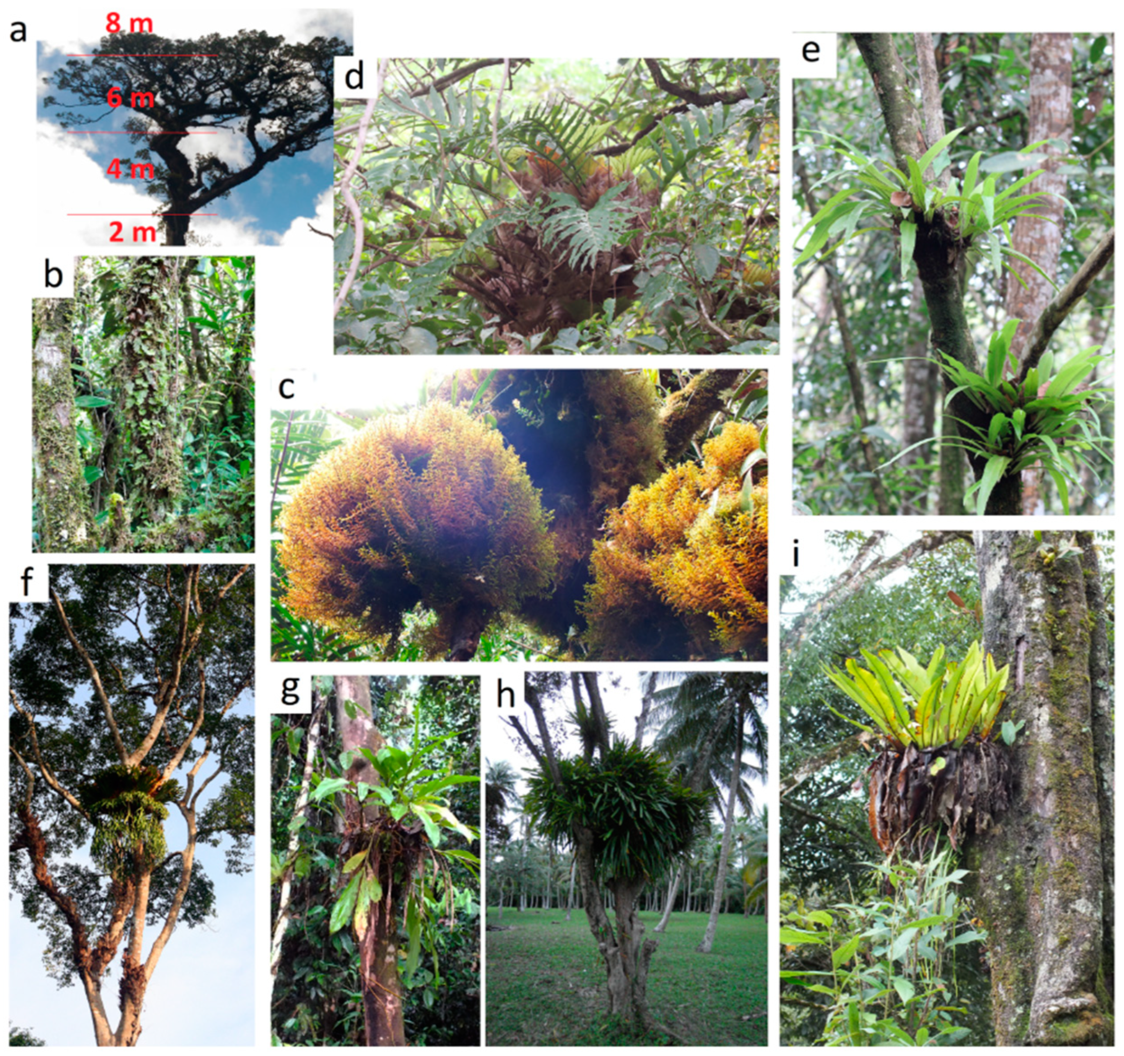 Preprints 121204 g002