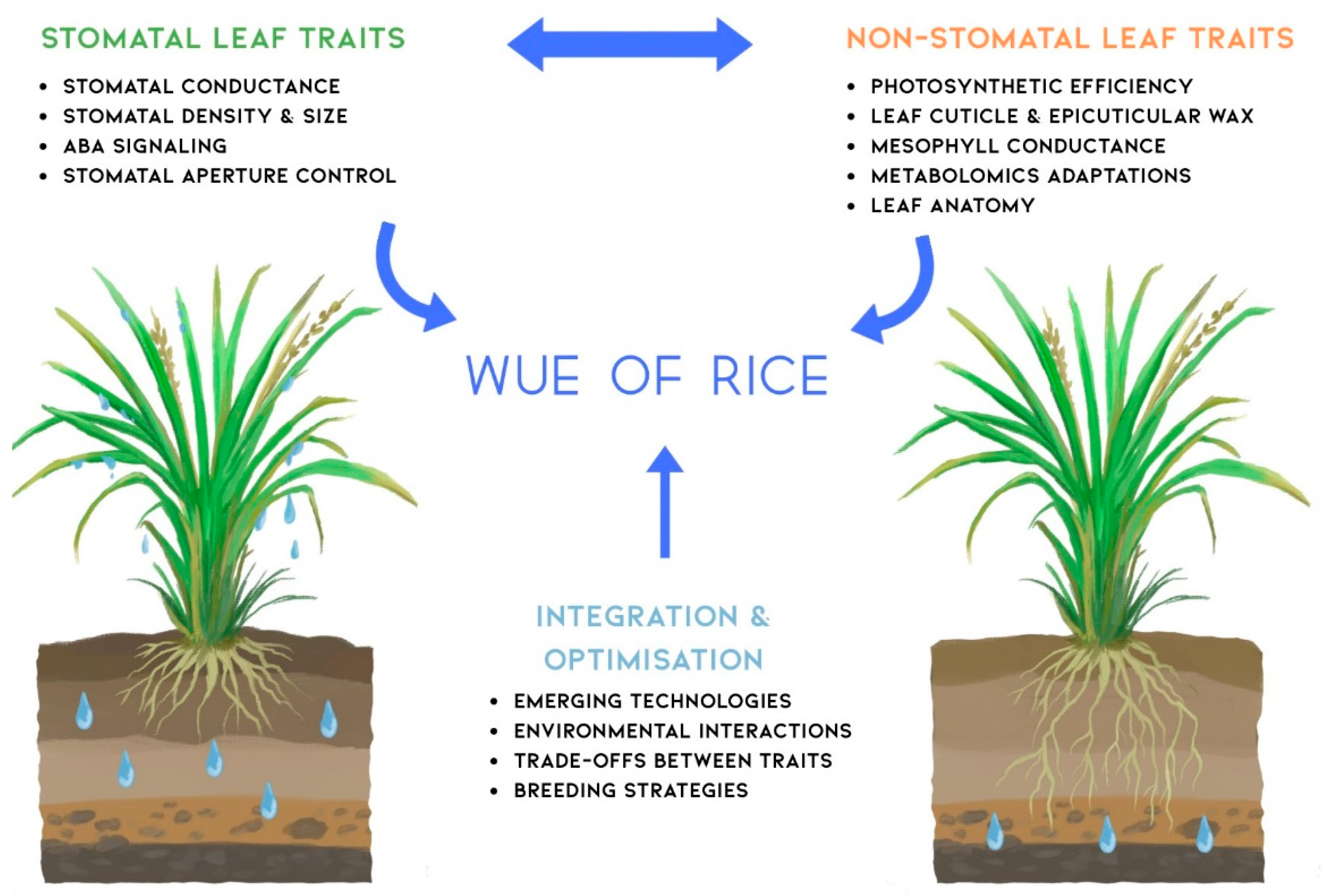 Preprints 162749 g003