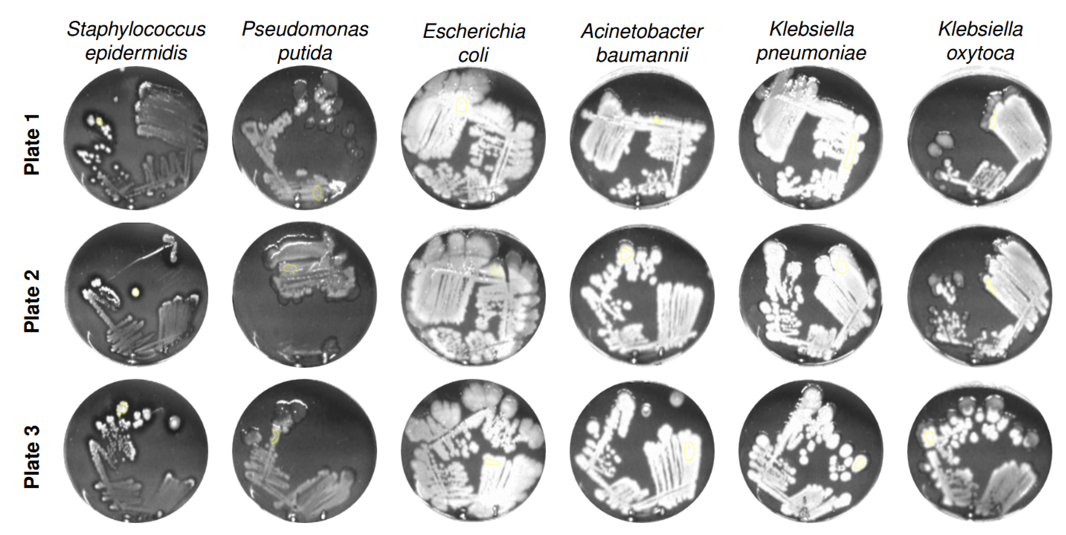 Preprints 174327 g002