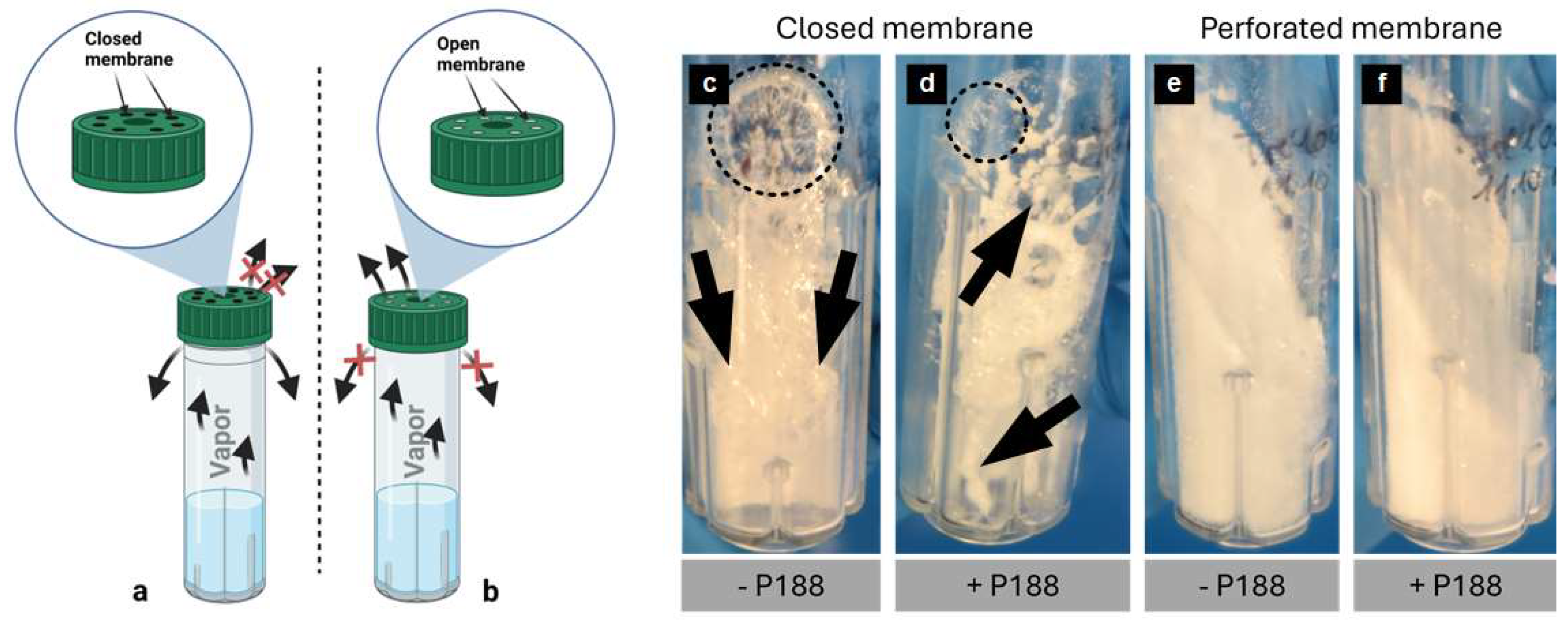 Preprints 158844 g003