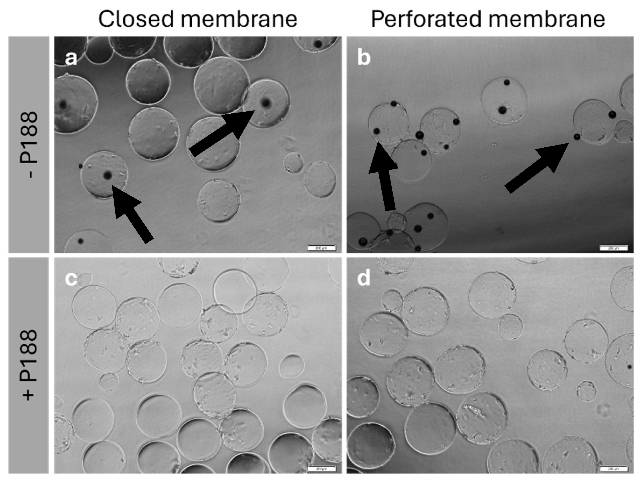 Preprints 158844 g005