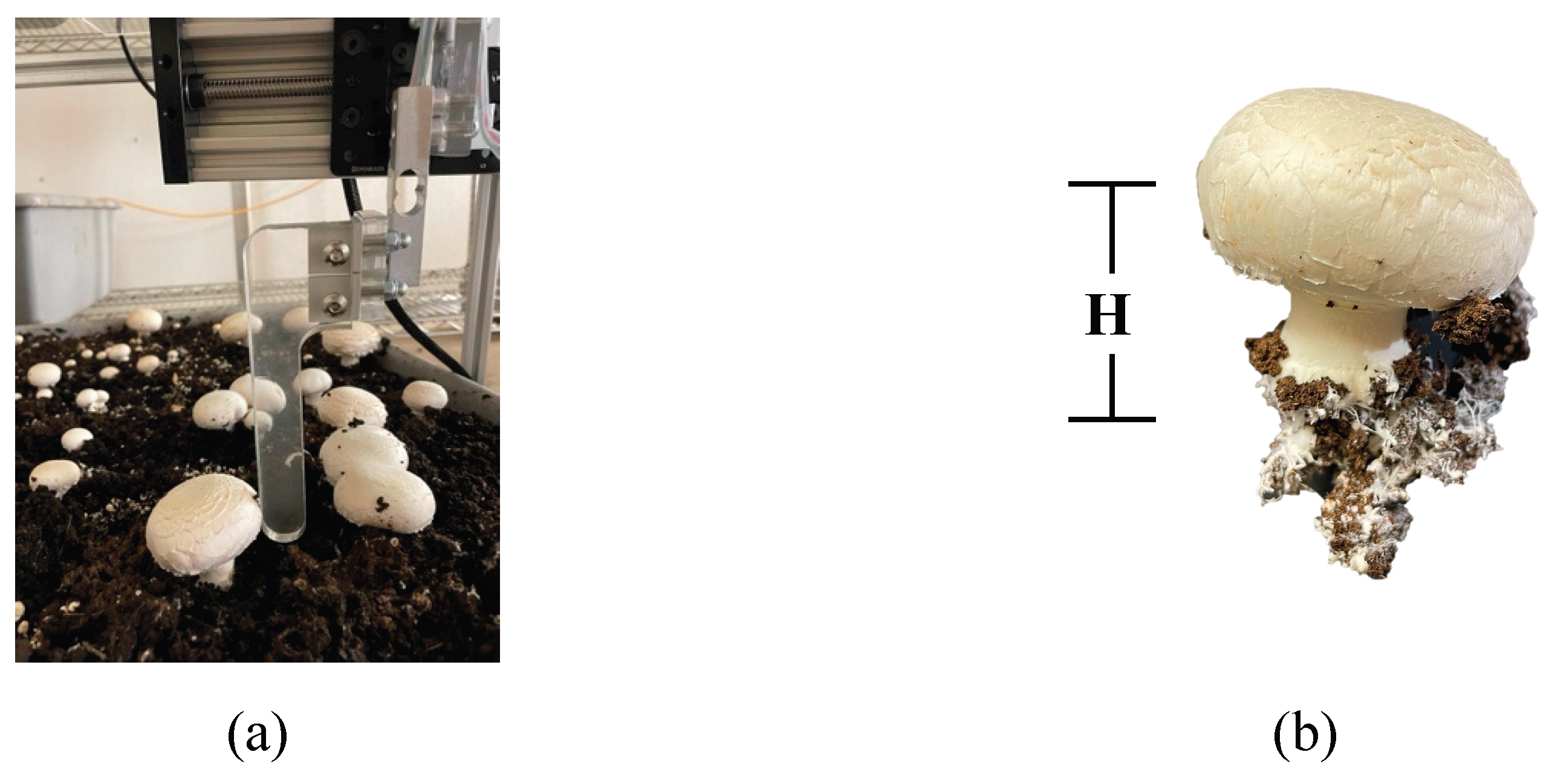 Preprints 198248 g008