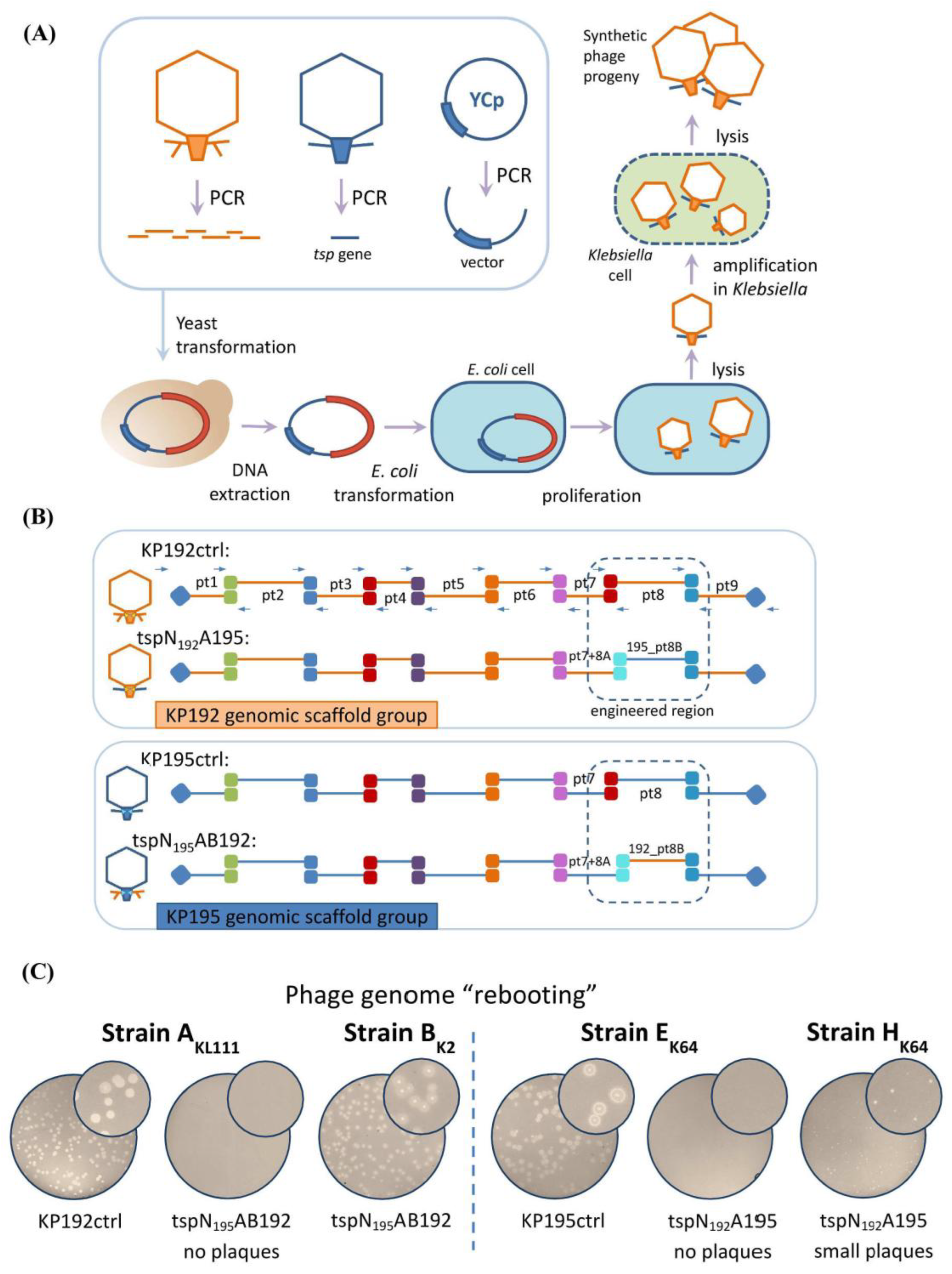 Preprints 178941 g002