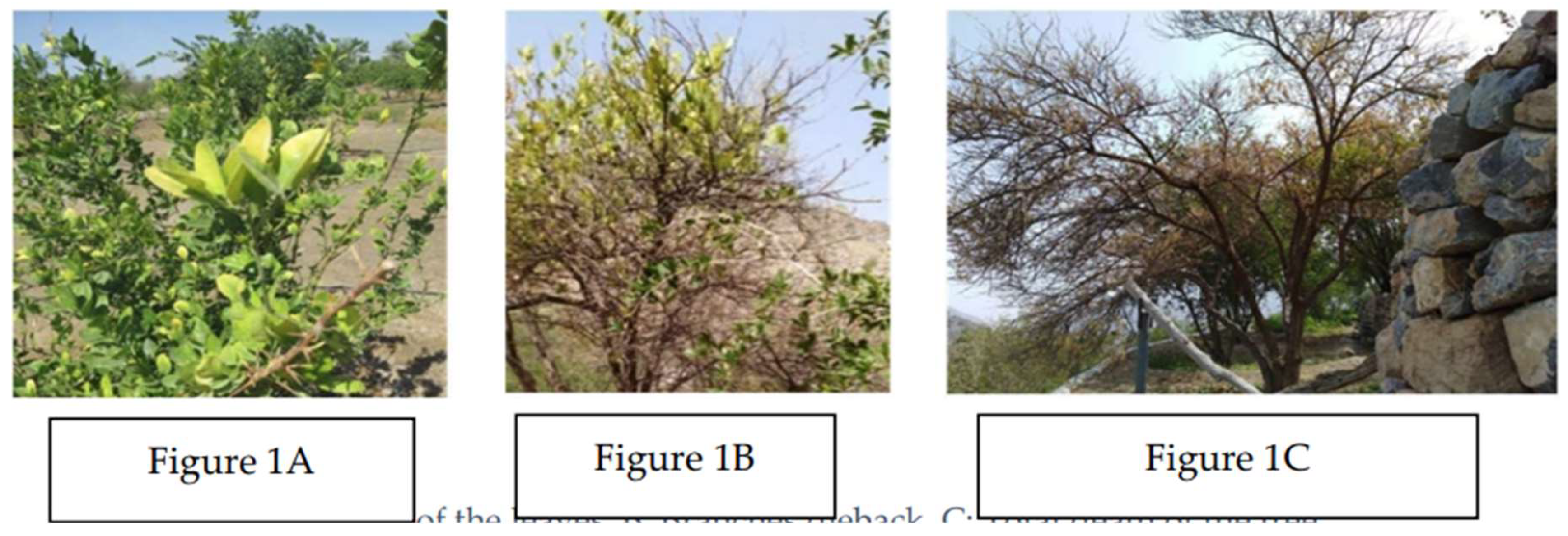 Preprints 146807 g001