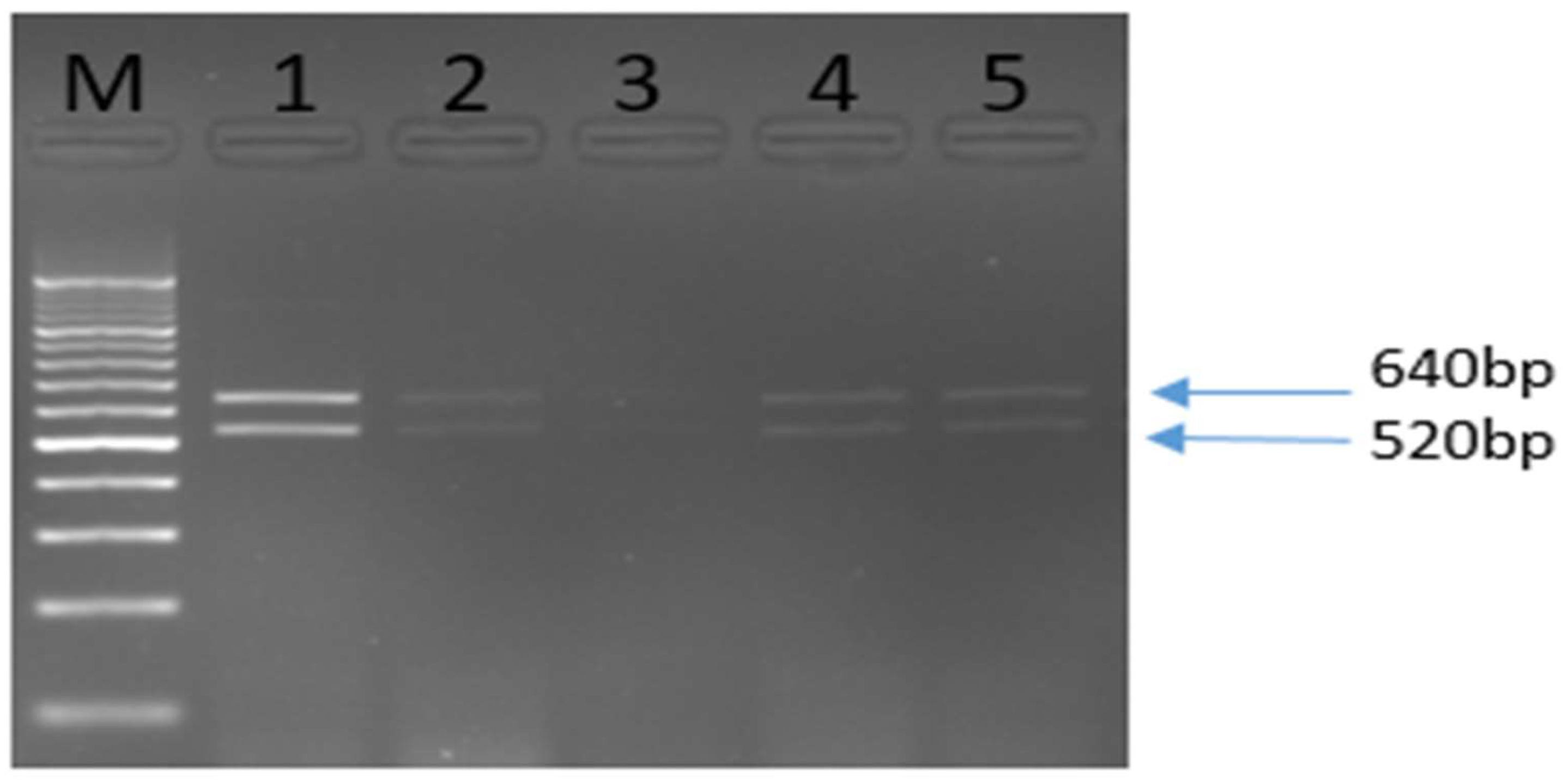 Preprints 146807 i001