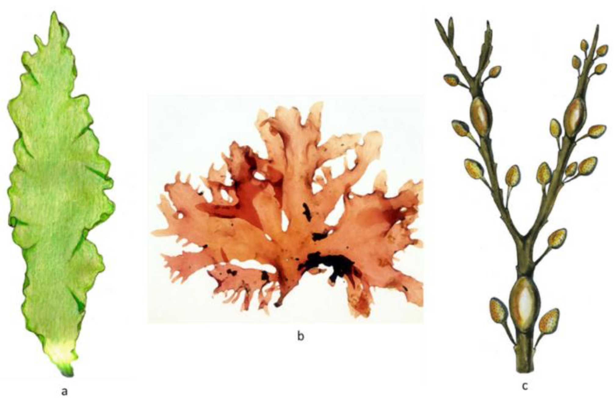 Preprints 182519 g001