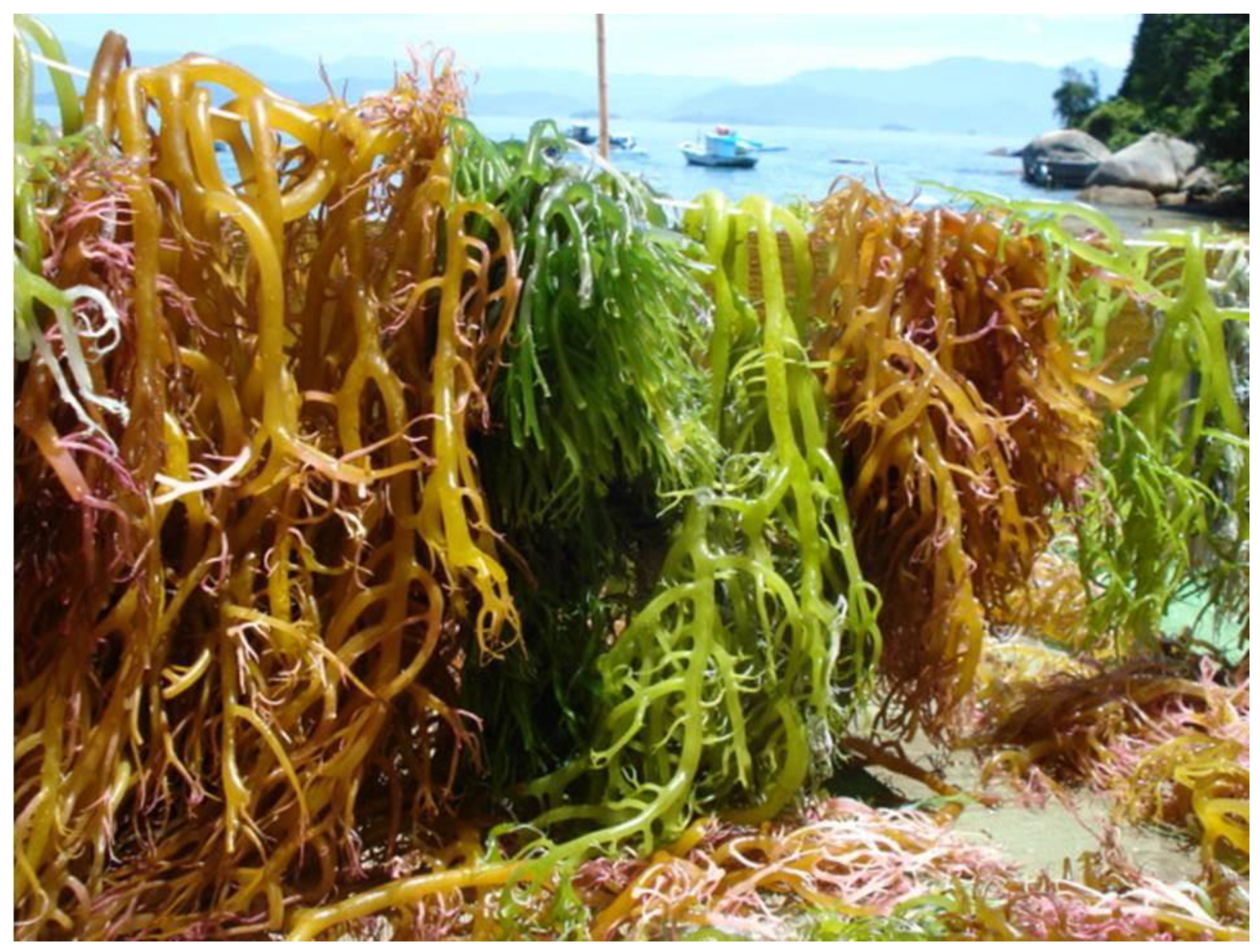 Preprints 182519 g003