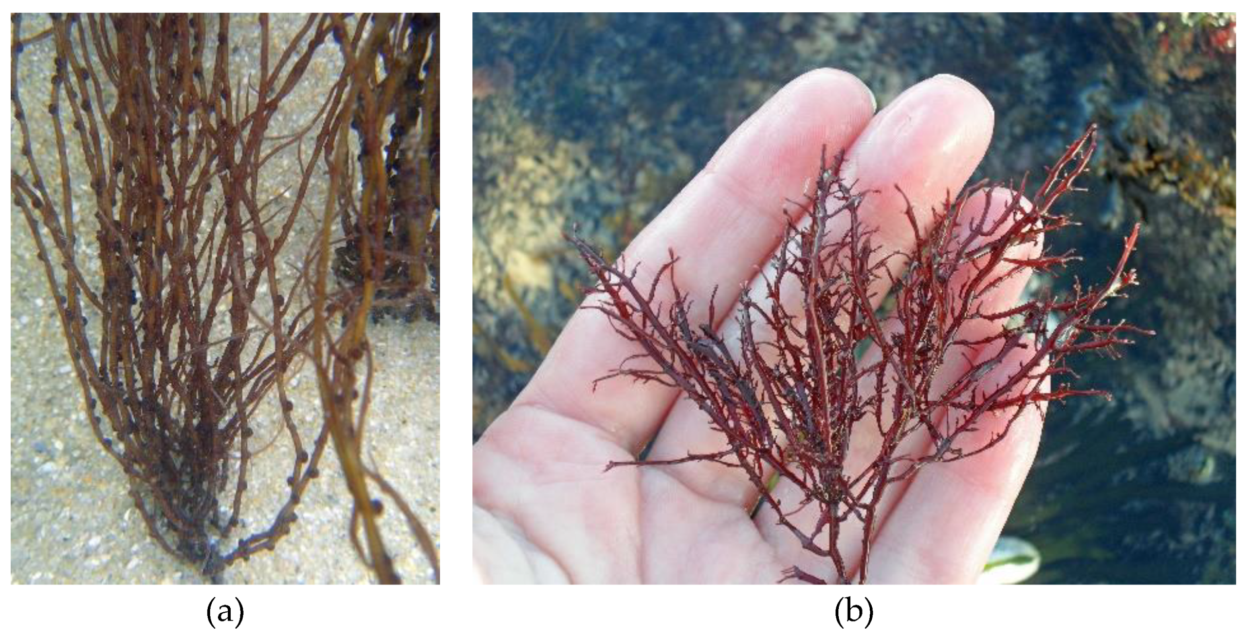 Preprints 182519 g004