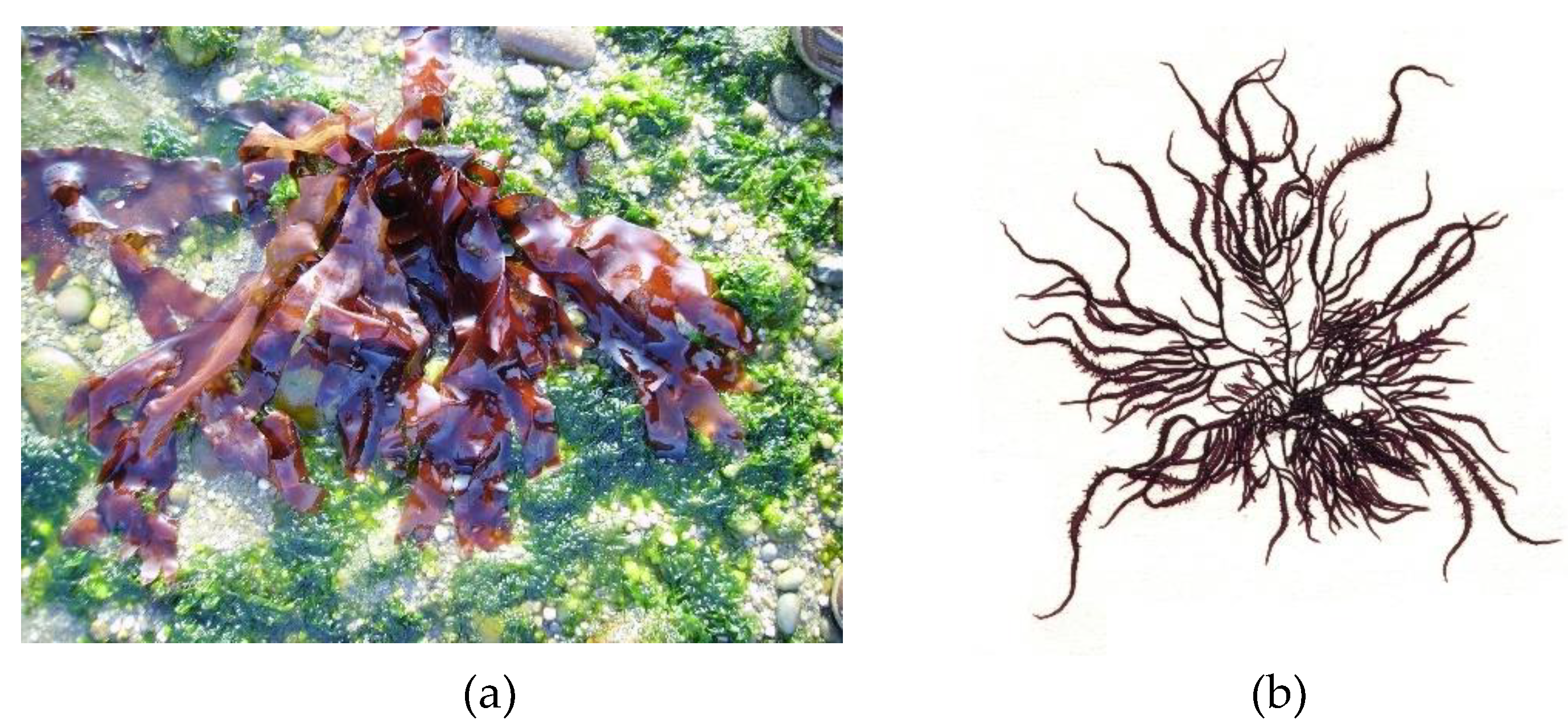 Preprints 182519 g007