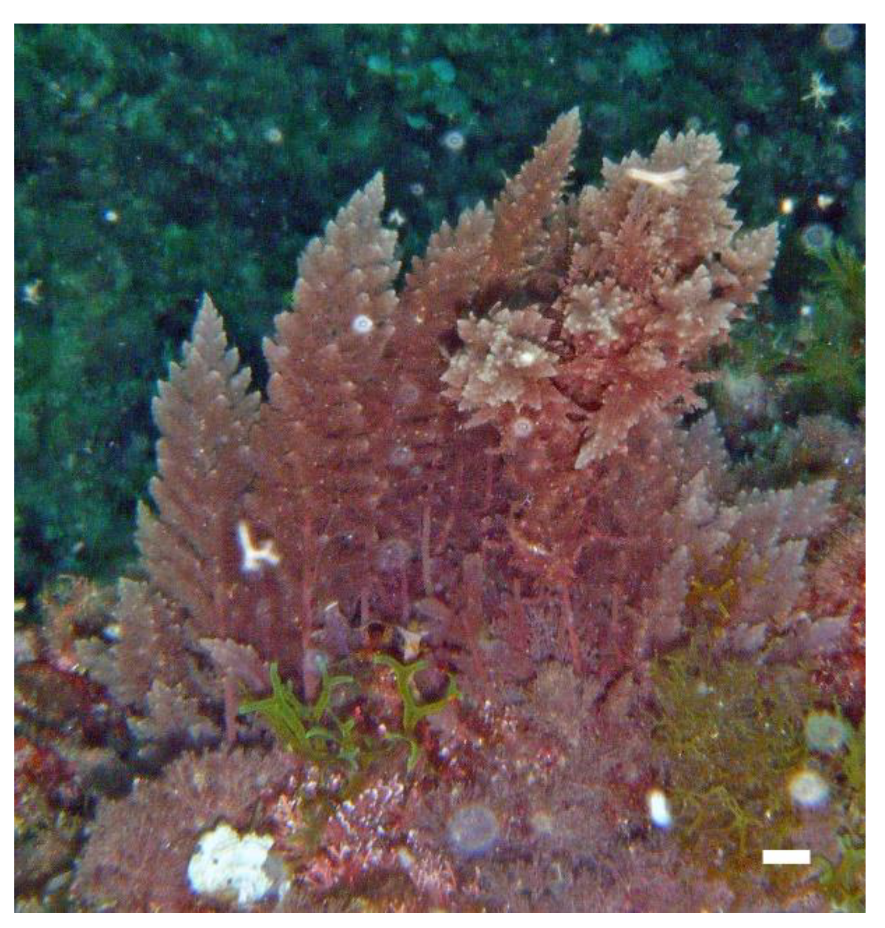 Preprints 182519 g008