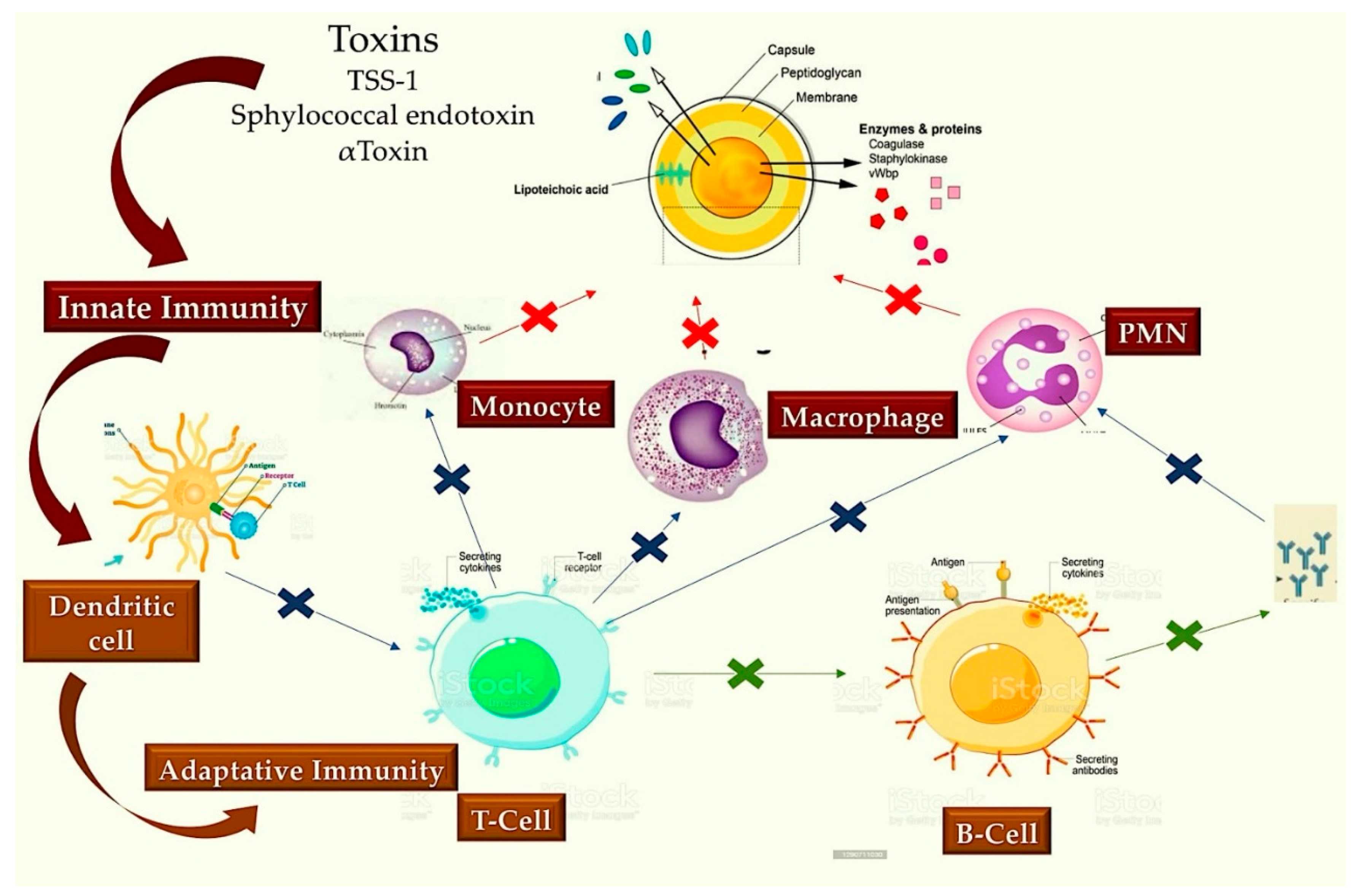 Preprints 154692 g006