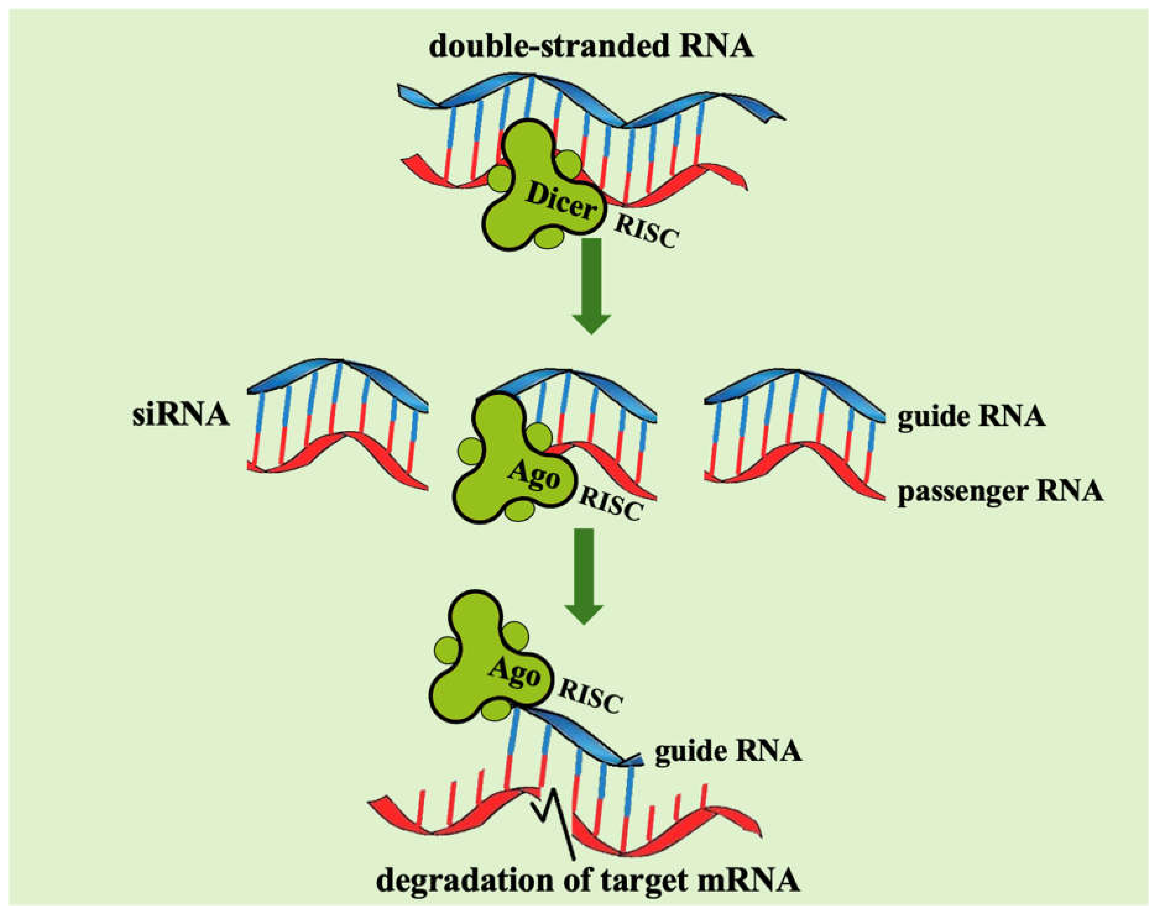 Preprints 156304 g002