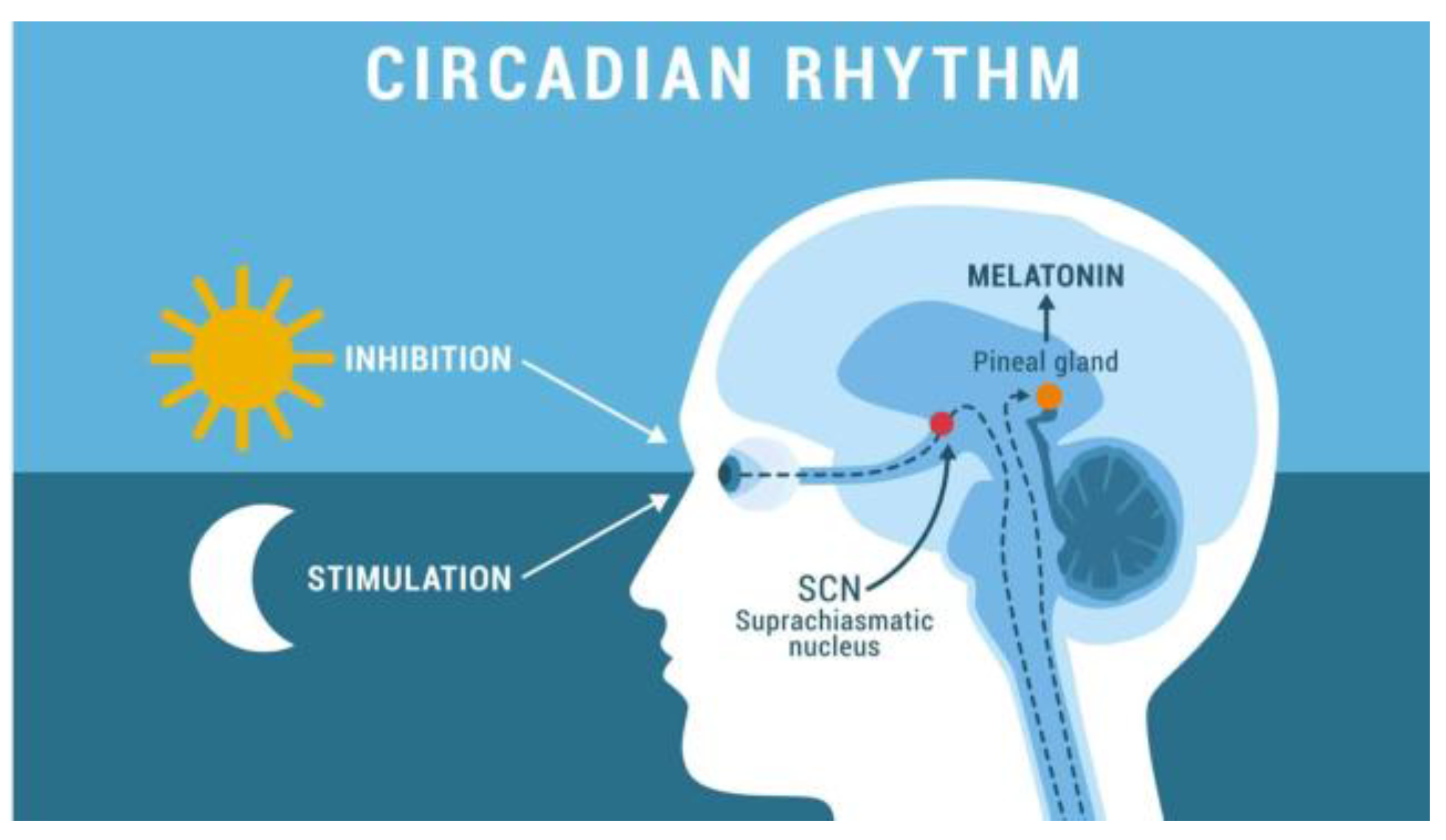 Preprints 188090 g001