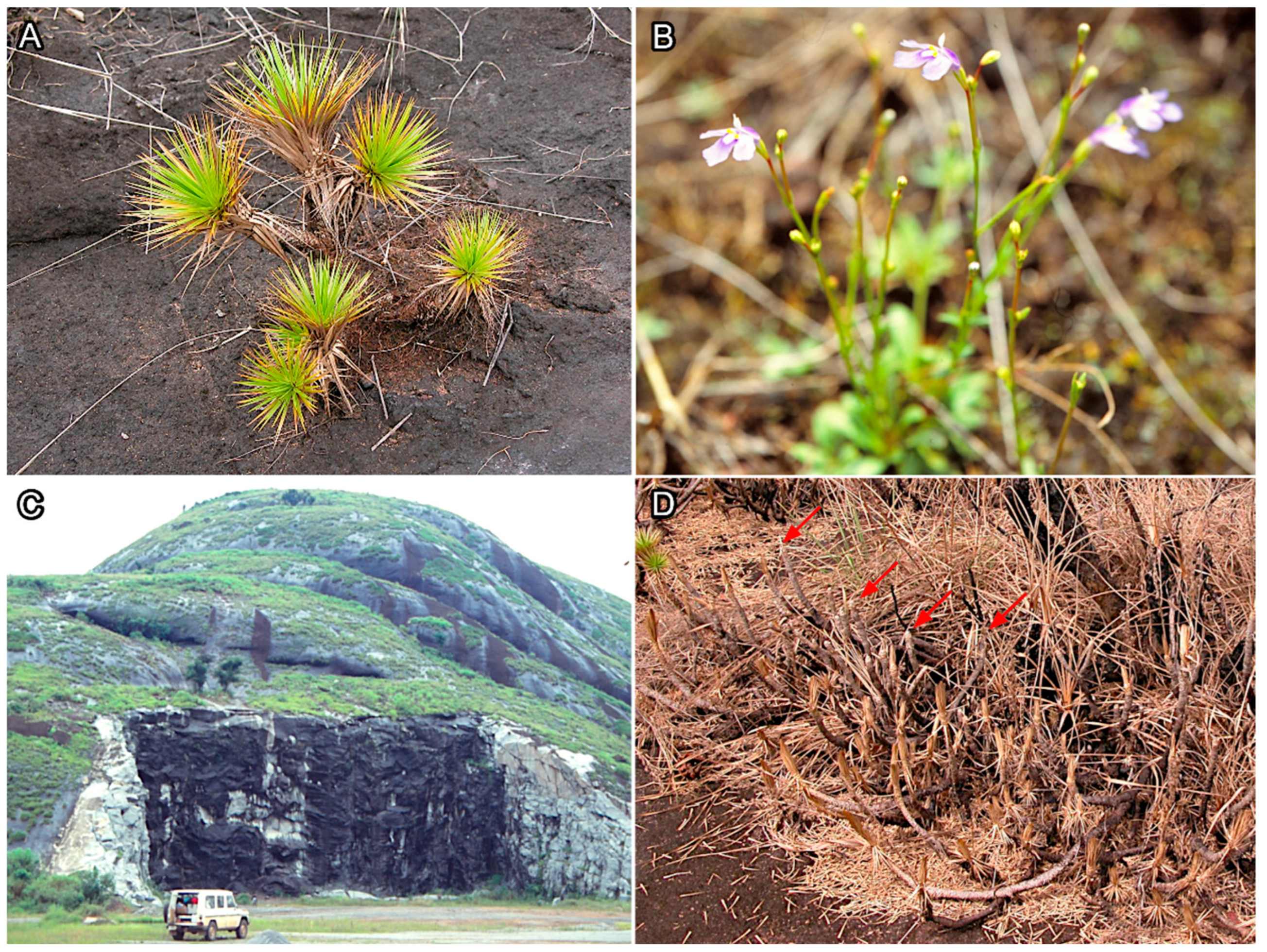 Preprints 162720 g006