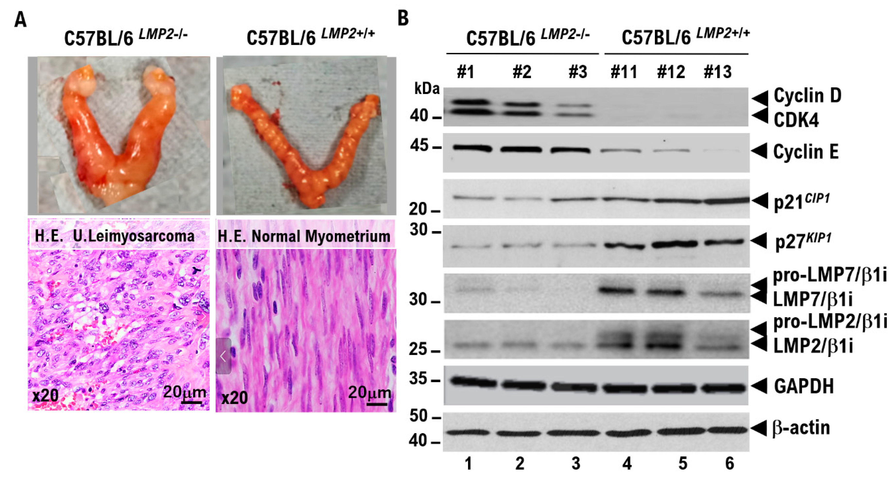 Preprints 185343 g004