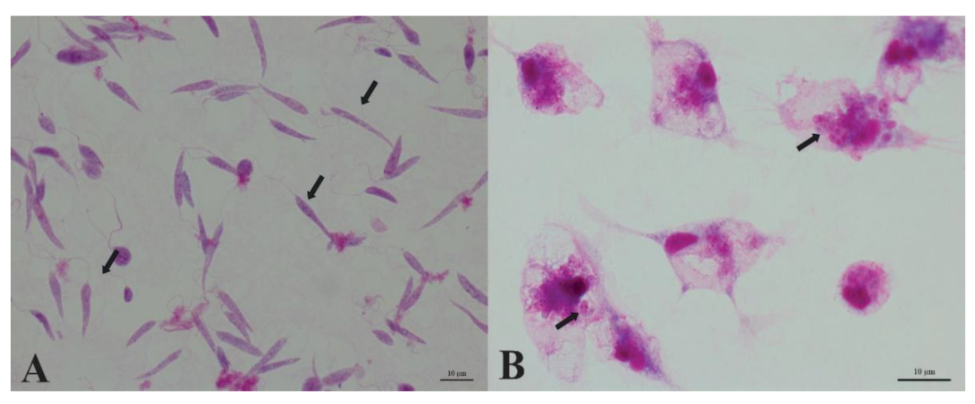 Preprints 194074 g002