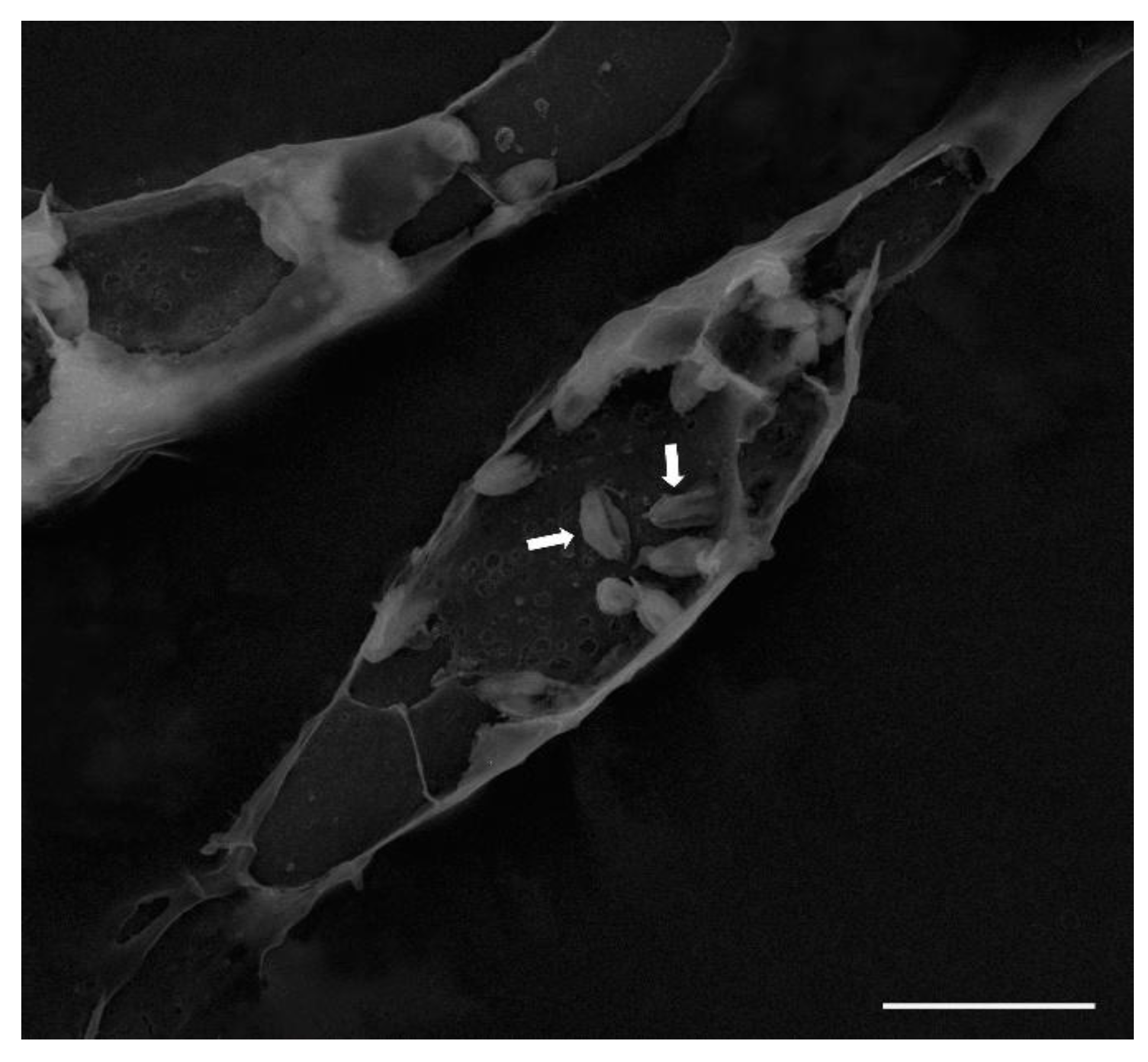Preprints 194074 g003