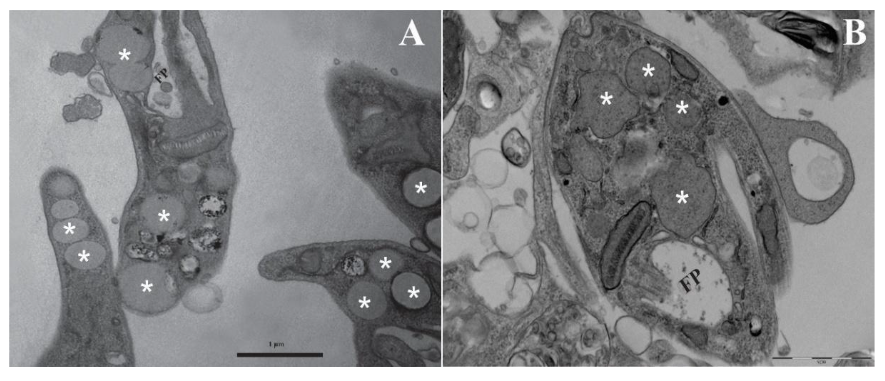 Preprints 194074 g004