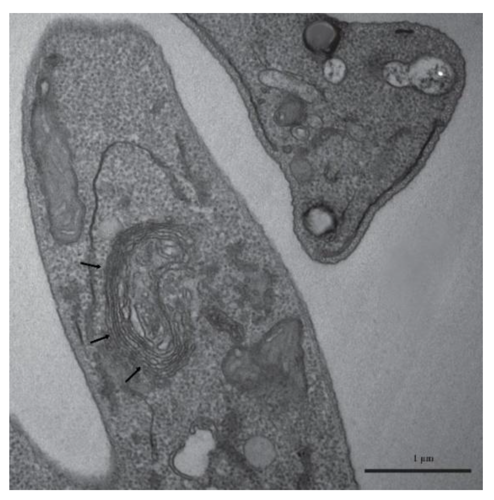 Preprints 194074 g005
