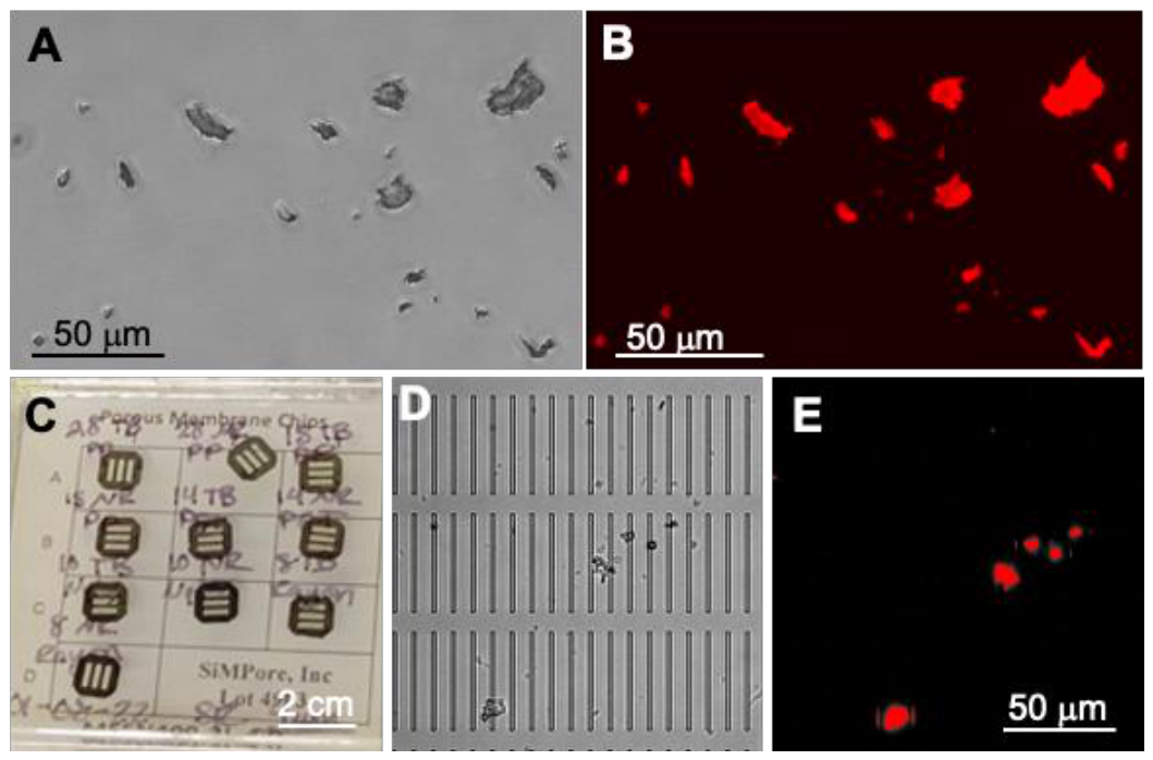 Preprints 229176 g001