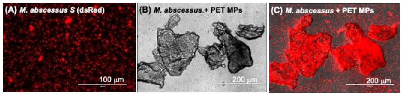 Preprints 229176 g002