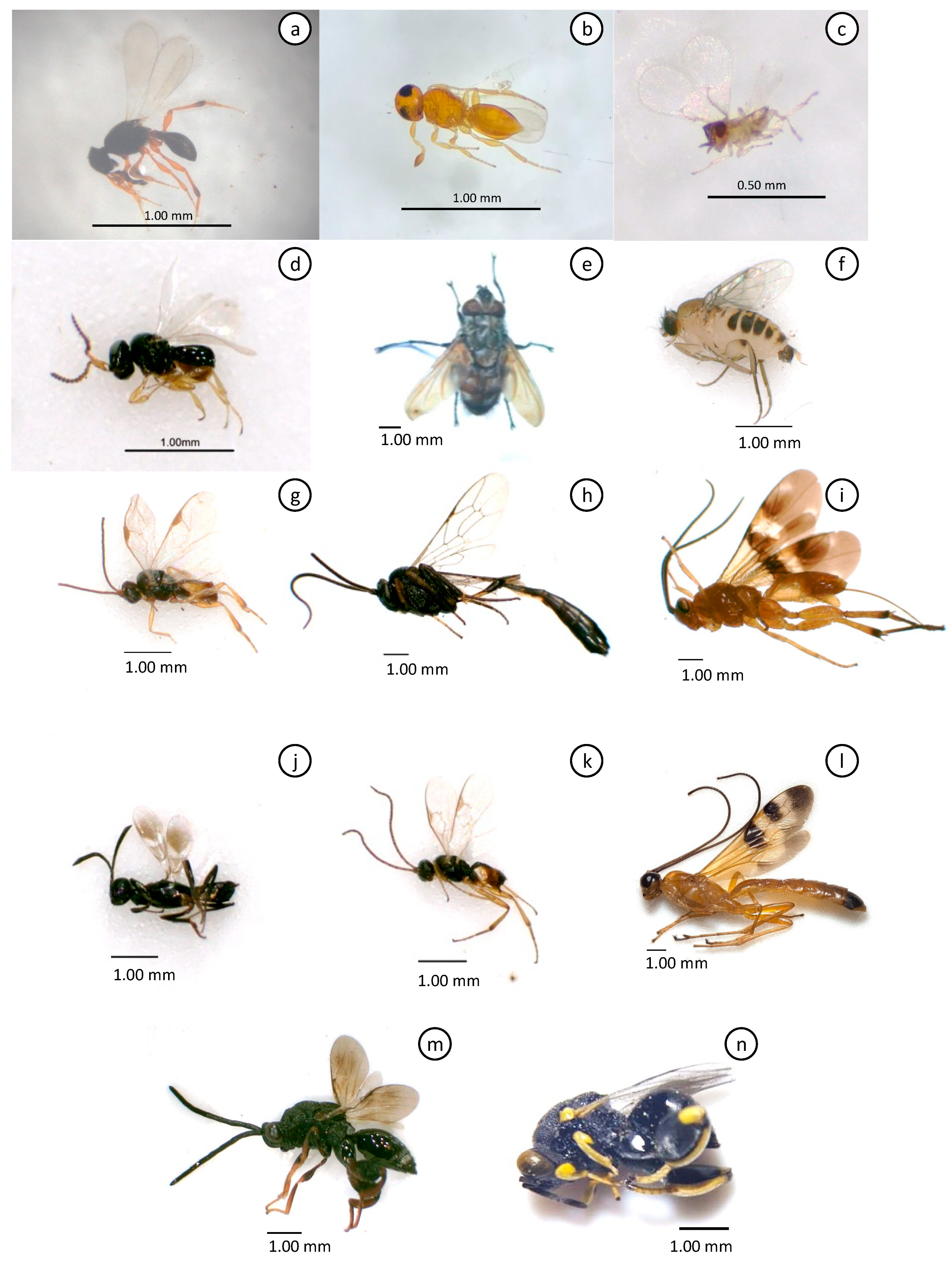 Preprints 97554 g002