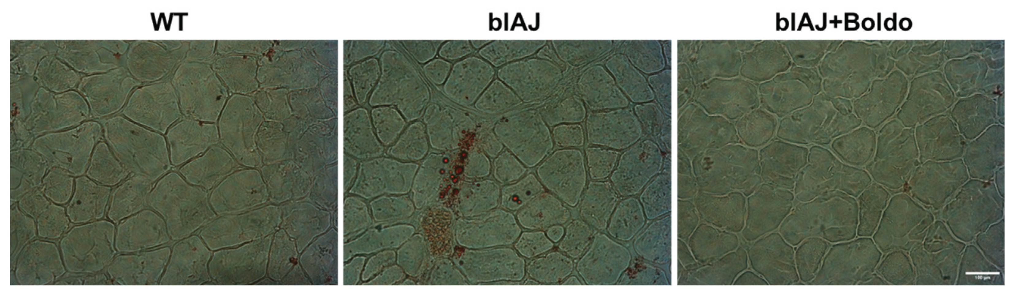 Preprints 172675 g005