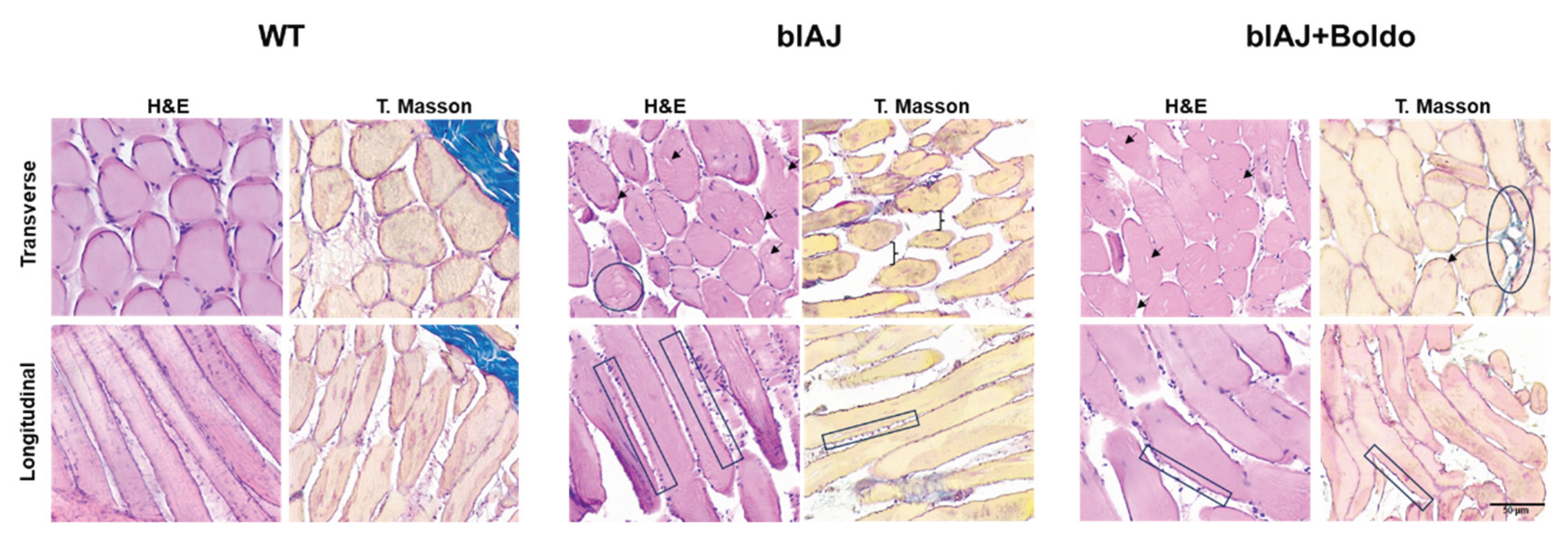 Preprints 172675 g006