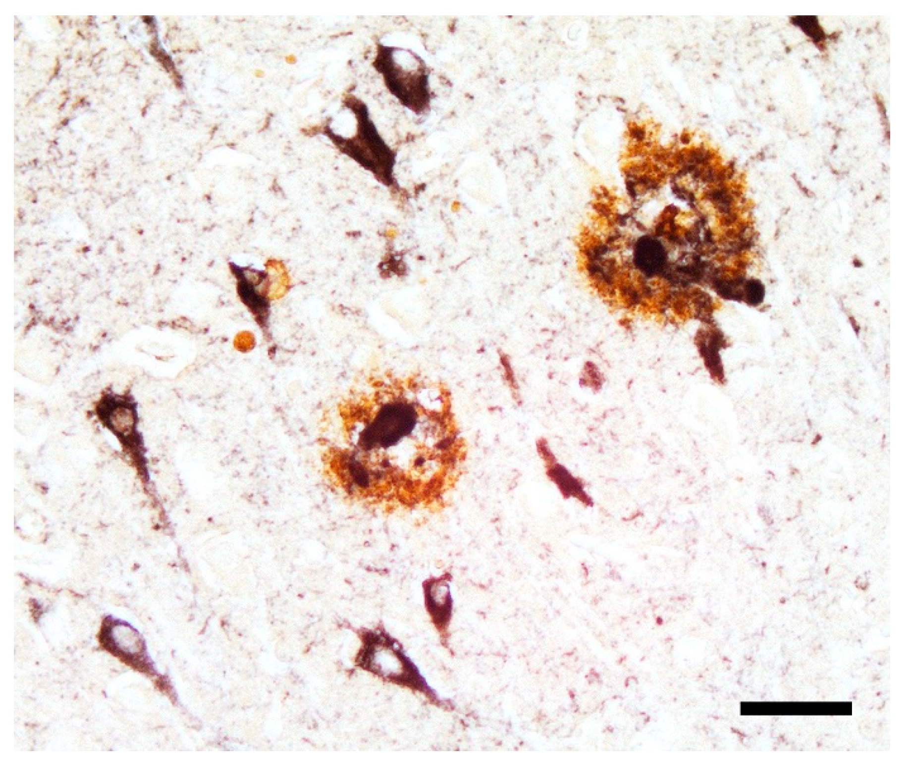 Preprints 205790 g001