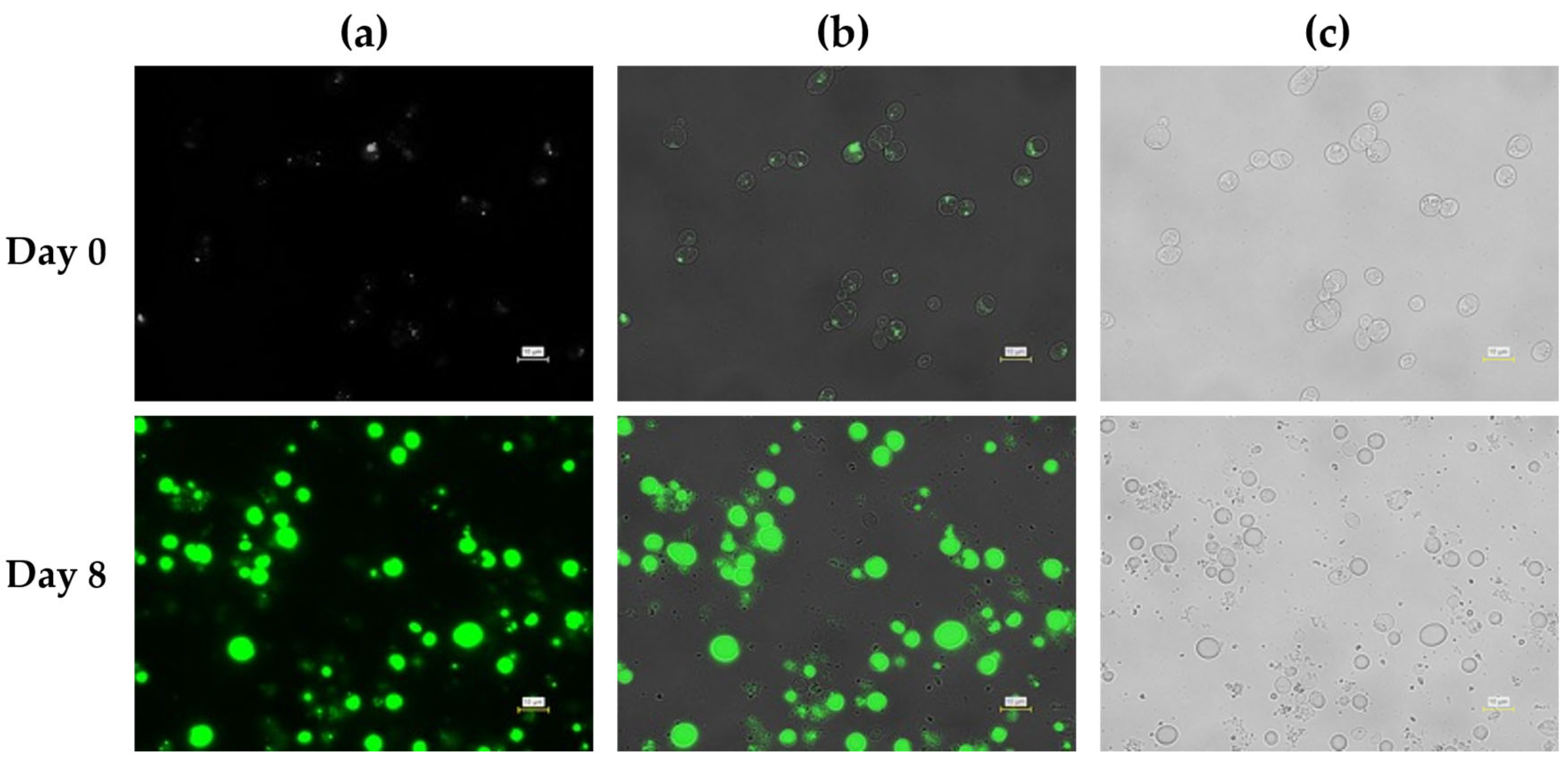 Preprints 192716 g006