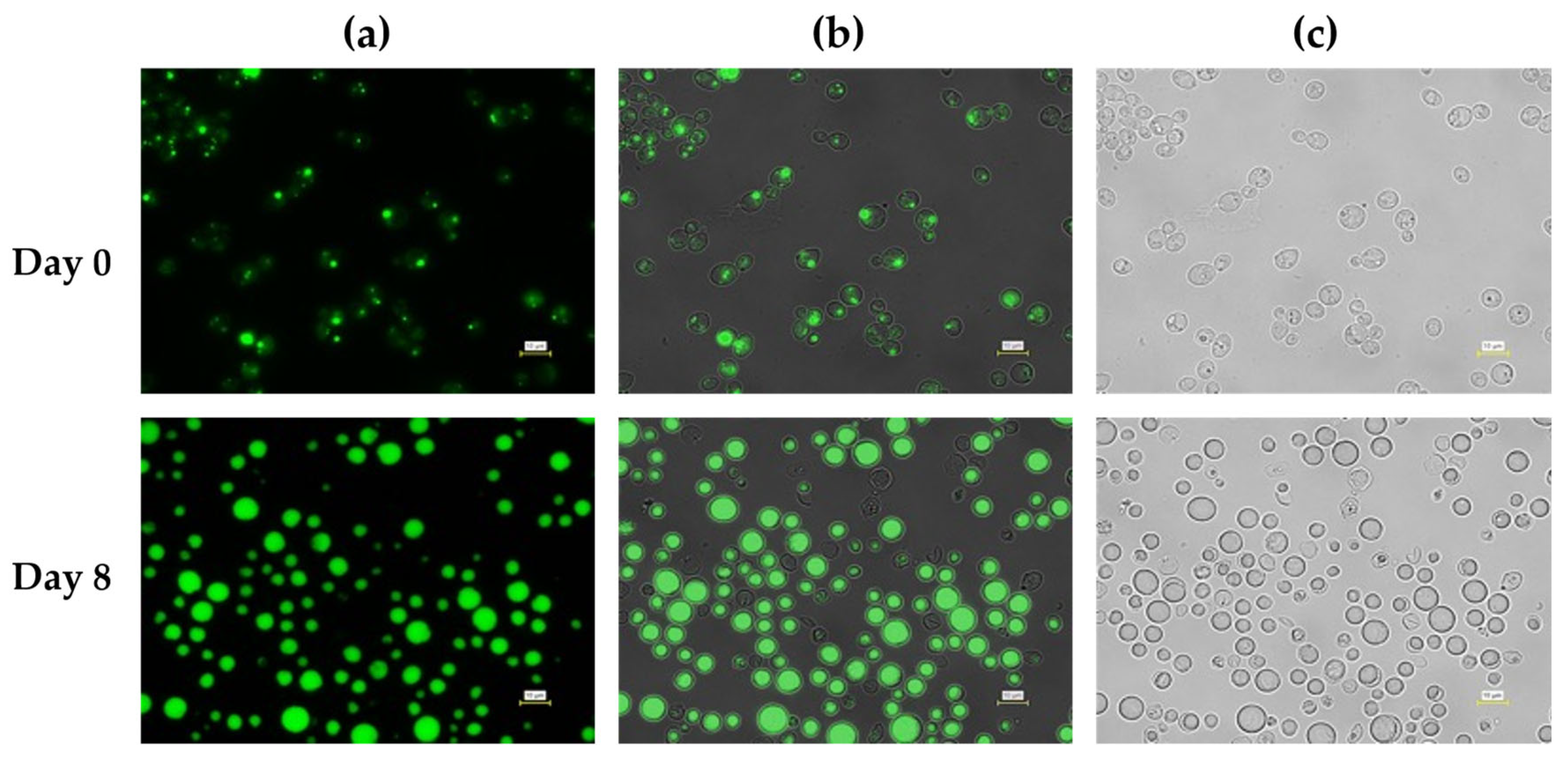 Preprints 192716 g007