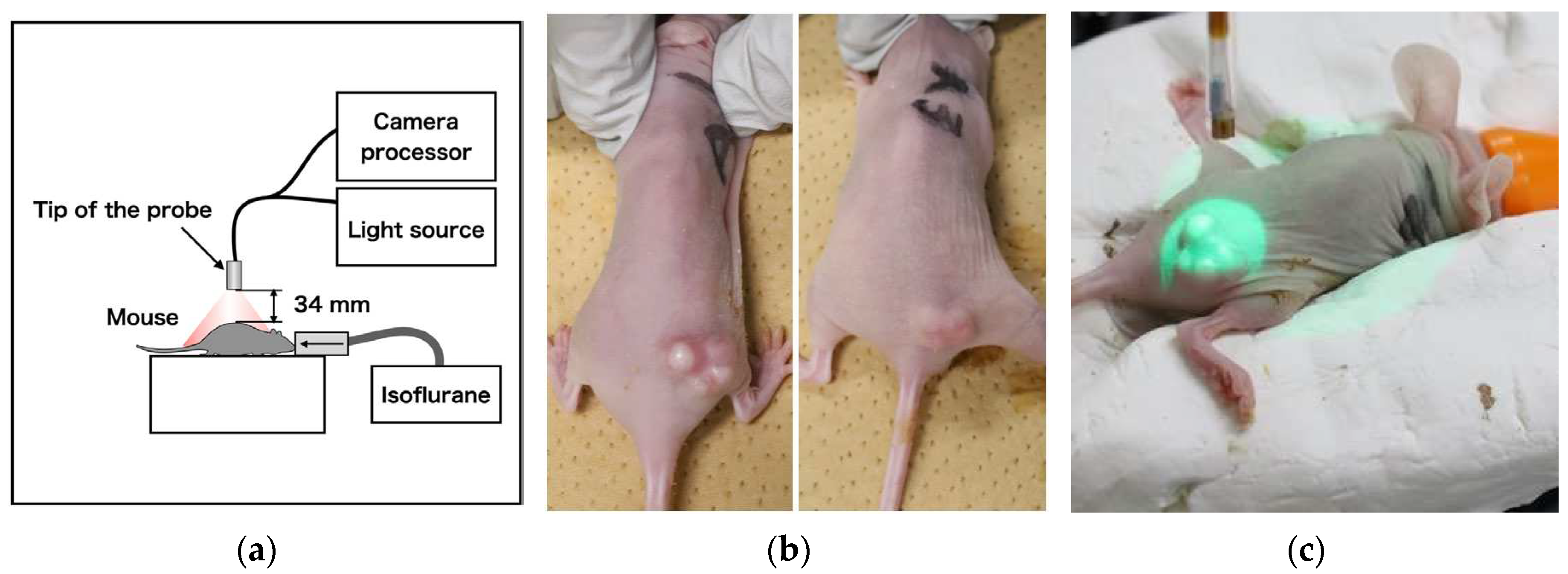 Preprints 95886 g002