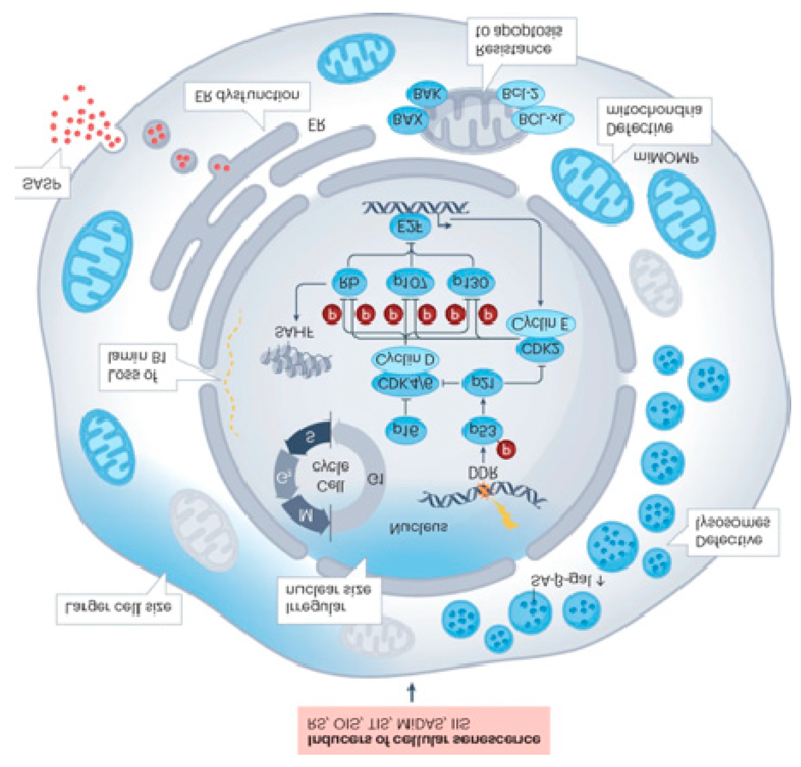 Preprints 181550 g001