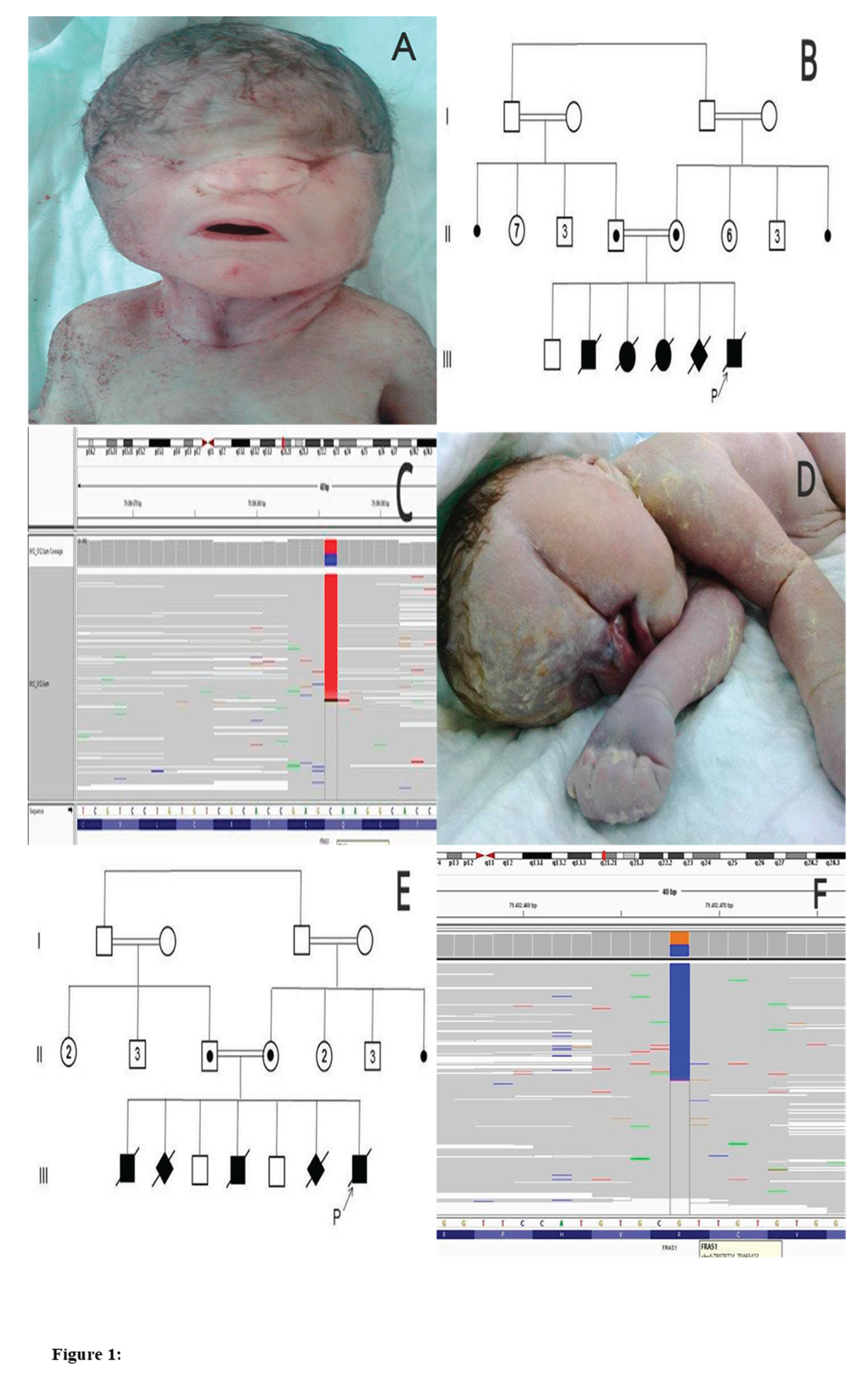 Preprints 188188 g001