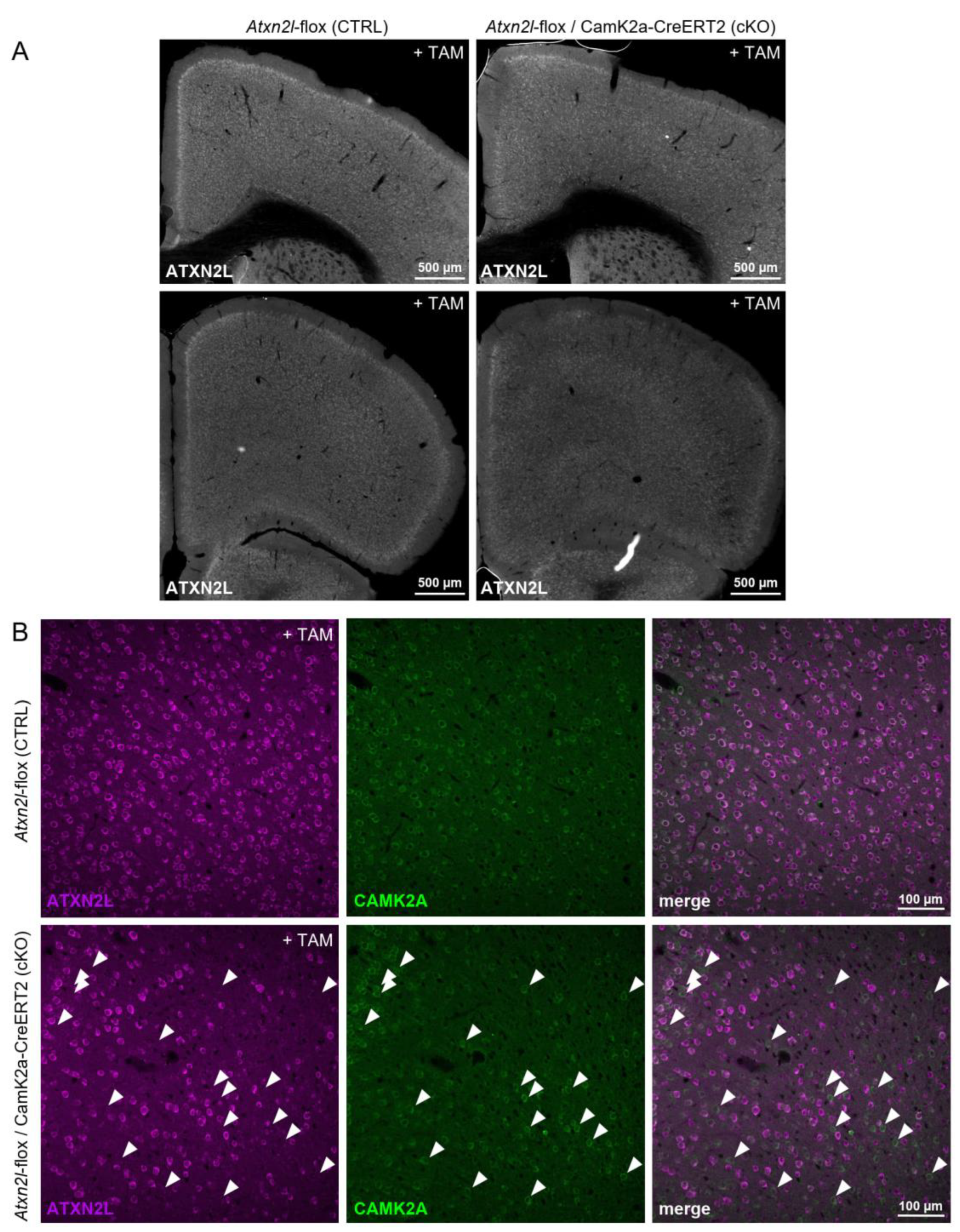 Preprints 175972 g003