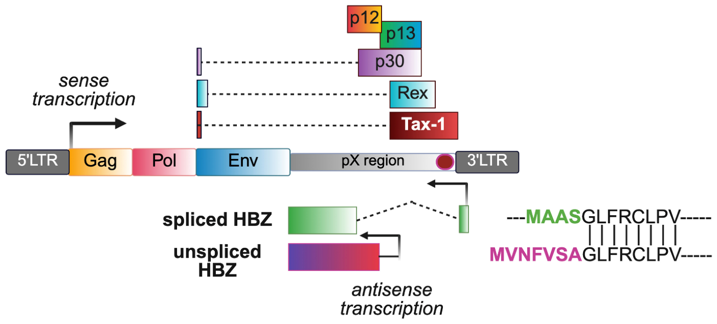 Preprints 217992 g001 Preprints 217992 g001